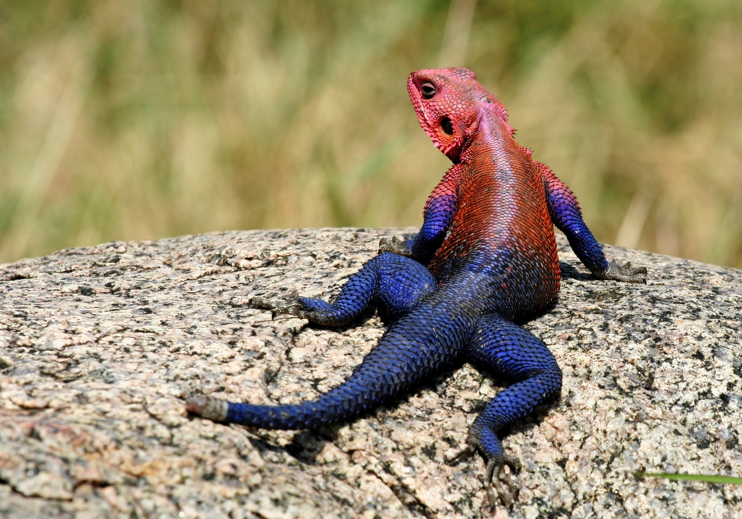 Wallpaper, wildlife, reptiles, lizard, fauna, vertebrate, scaled reptile, agamidae, lacertidae, agama 2481x1738