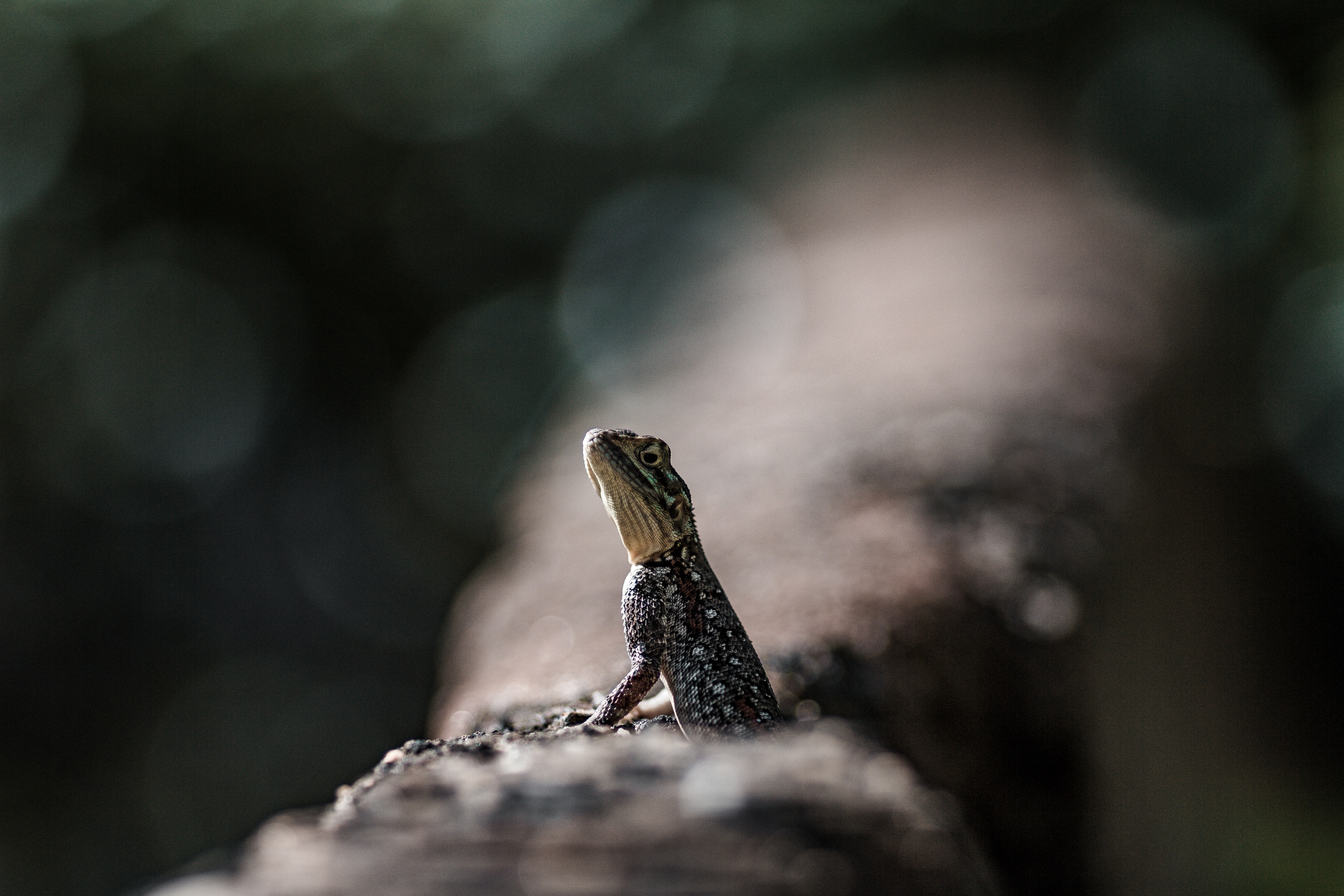 Agama Photo, Download The BEST Free Agama & HD Image