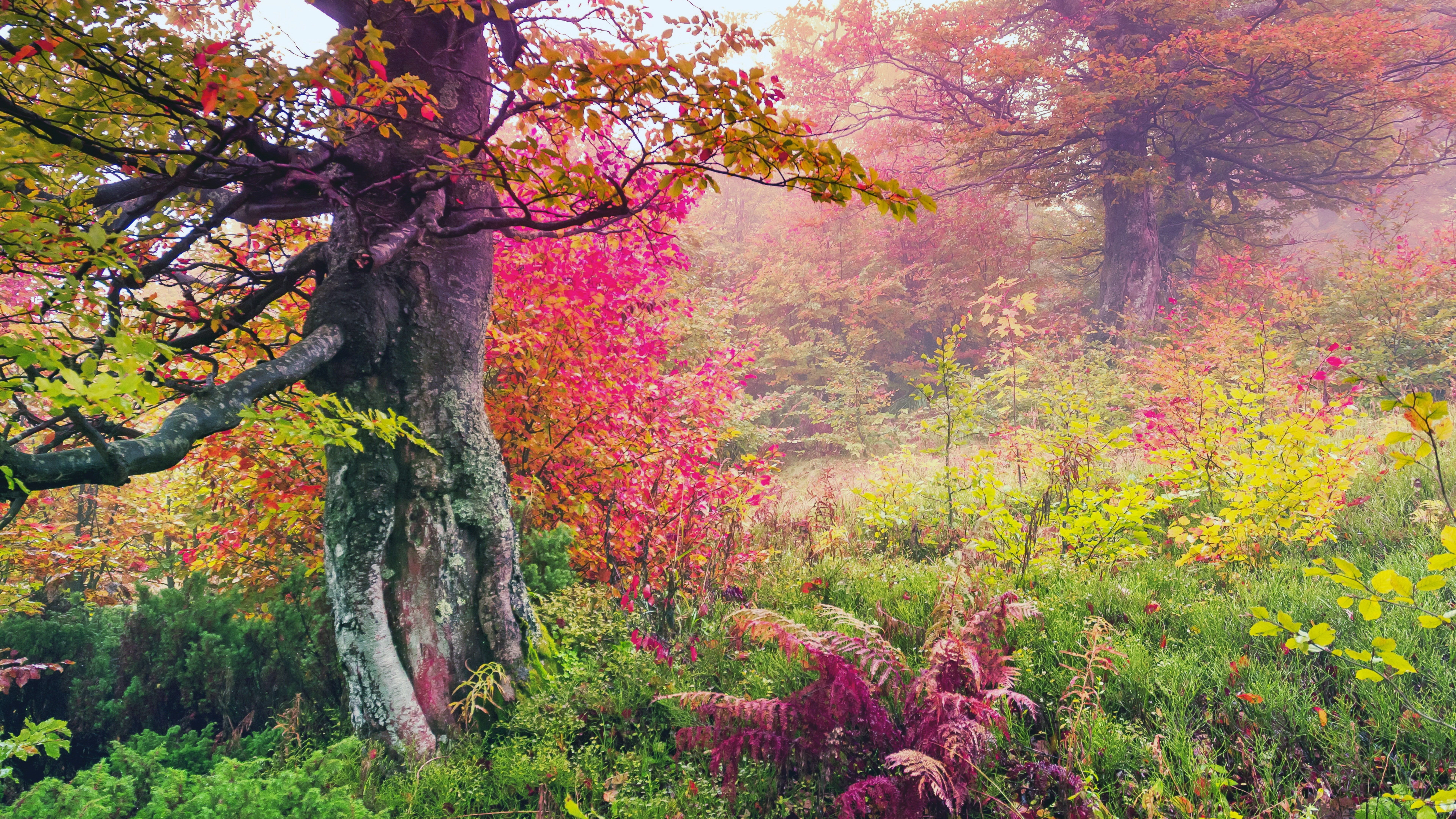 high resolution image of nature 7680x4320 K #wallpaper #hdwallpaper #desktop. Autumn trees, Landscape canvas, Wall art picture