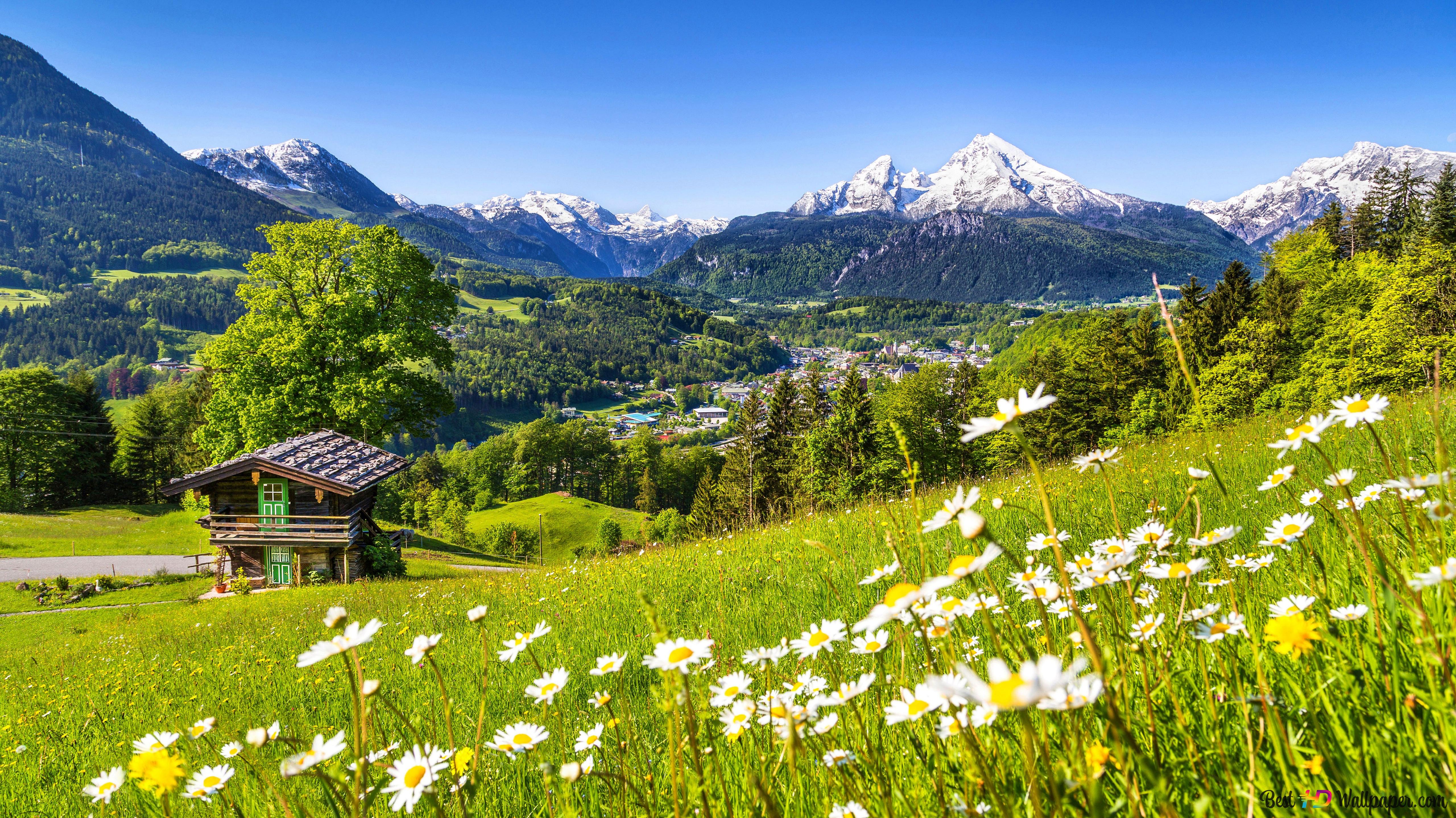 Snowy hills and cottage landscape surrounded by daisies and trees 8K wallpaper download