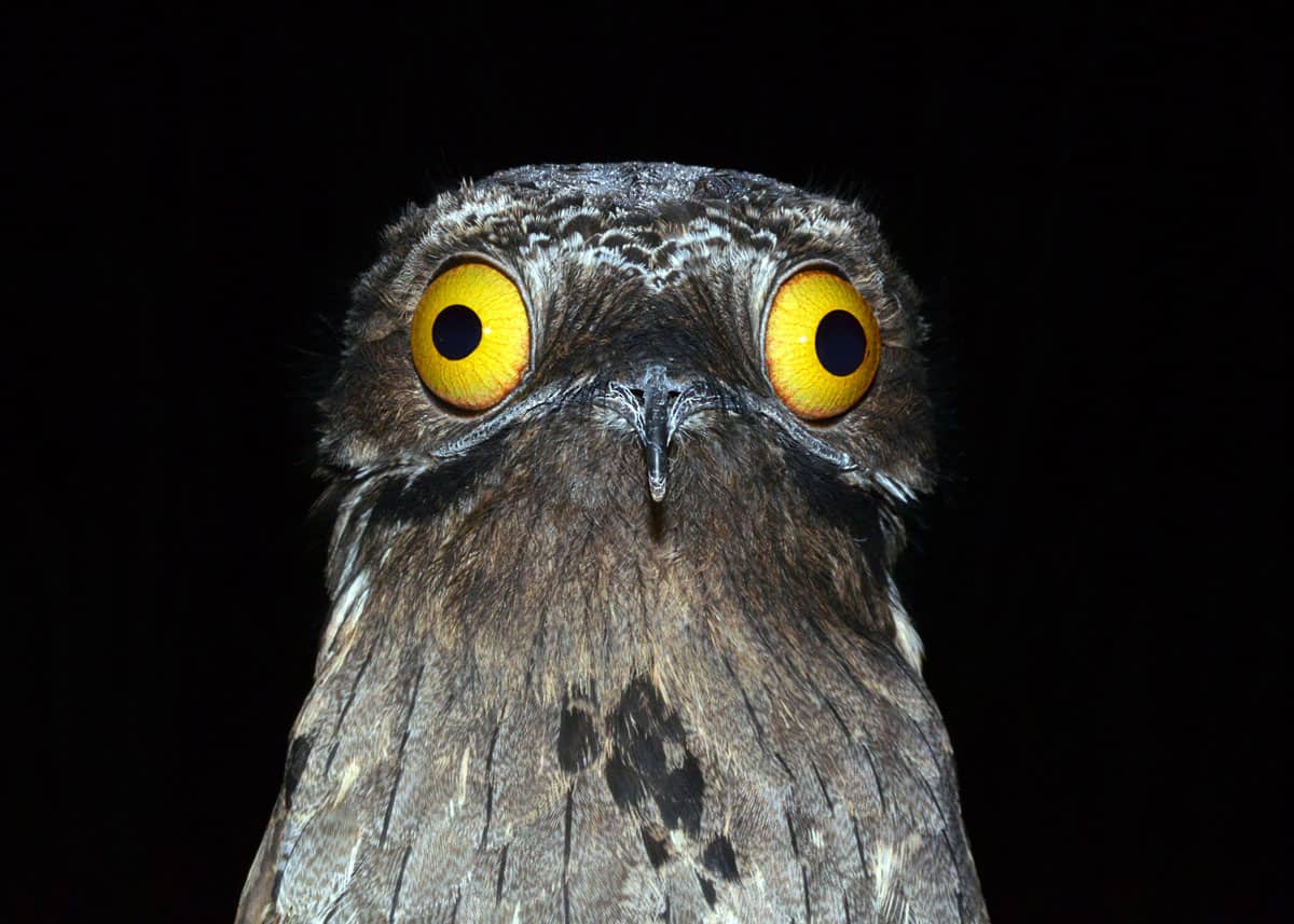 Potoo Facts: The Bird Behind the Meme (7 Potoo Species) Tons of Photo!
