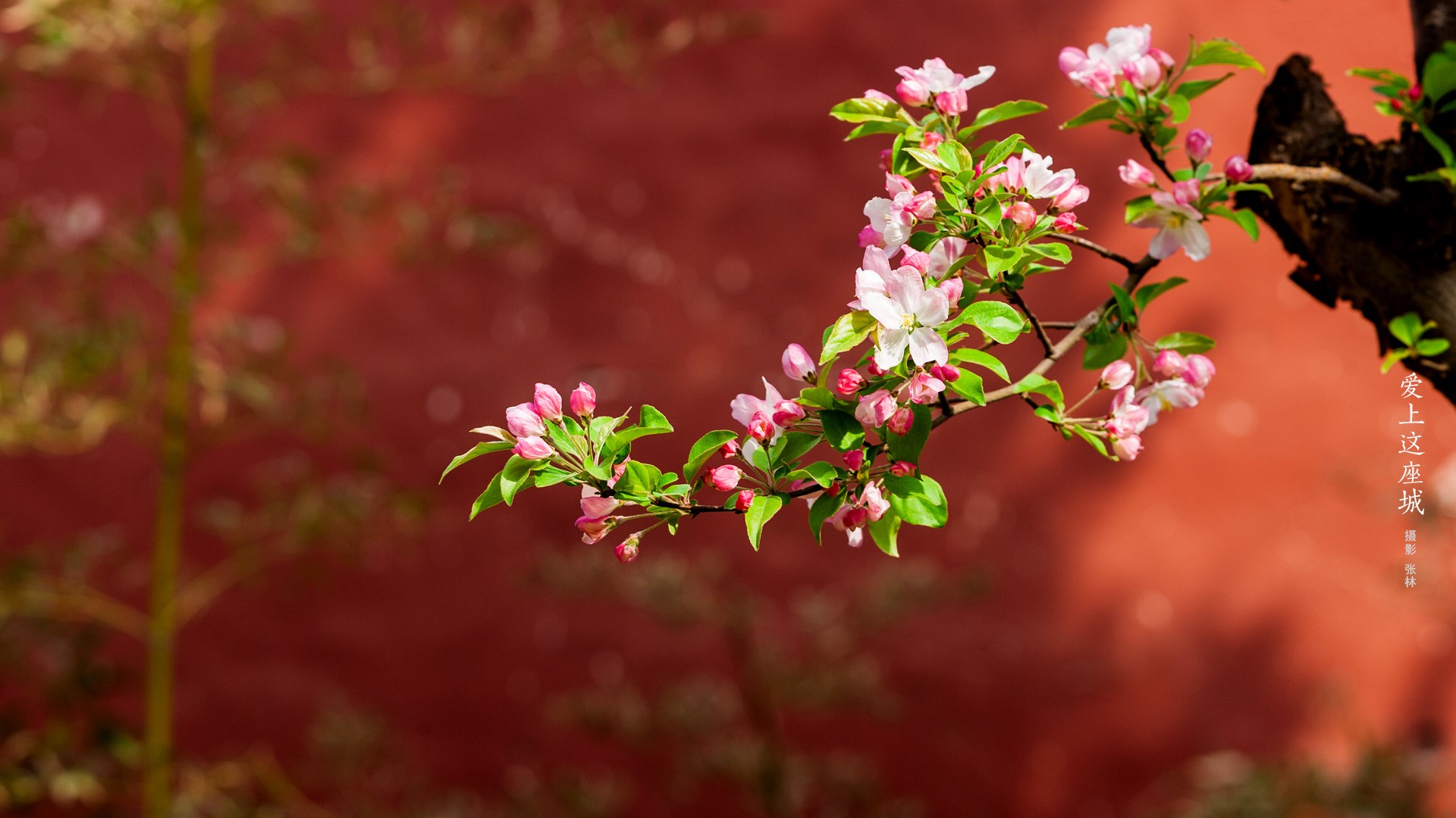 flowers, berries, Asia Gallery HD Wallpaper
