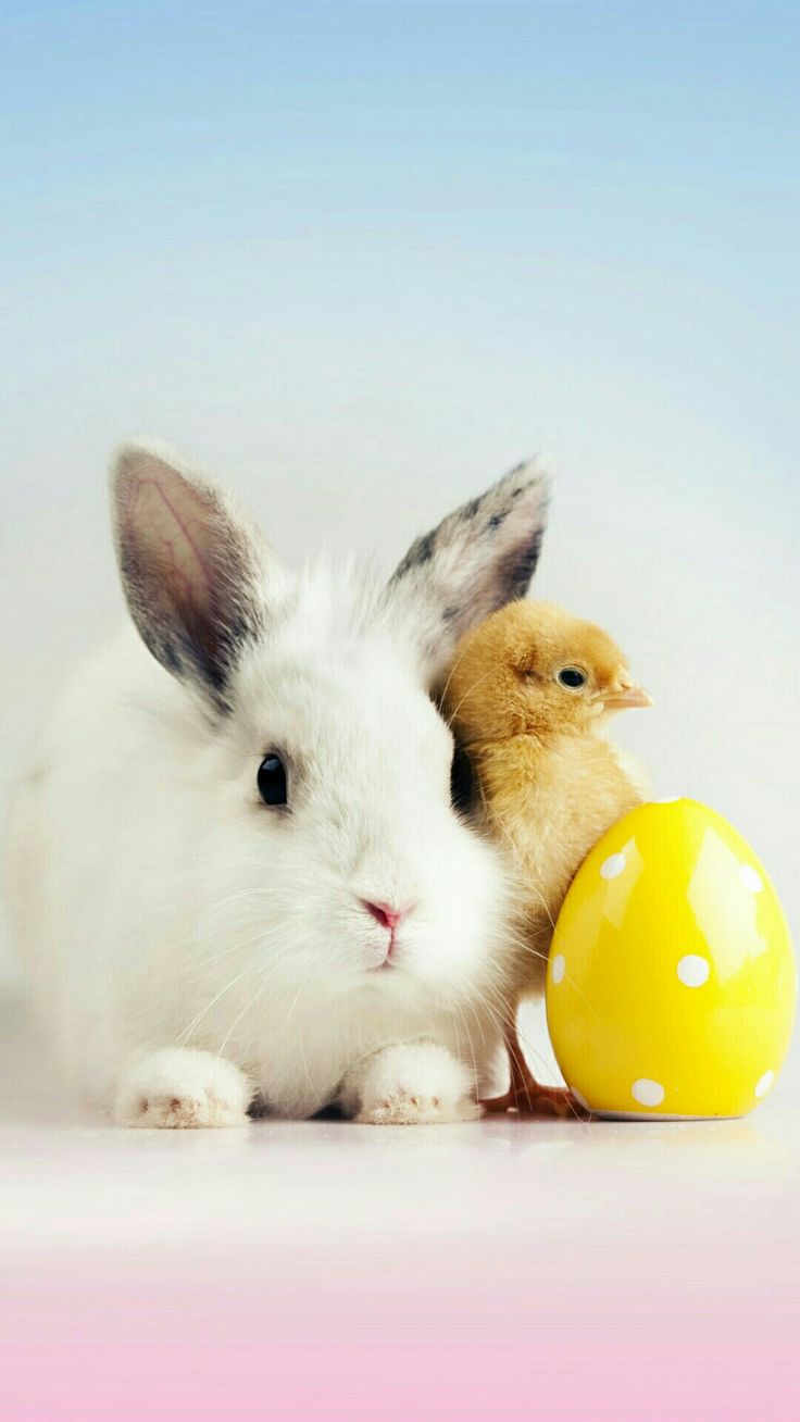 Animals. Easter wallpaper, Cute easter picture, Bunny wallpaper