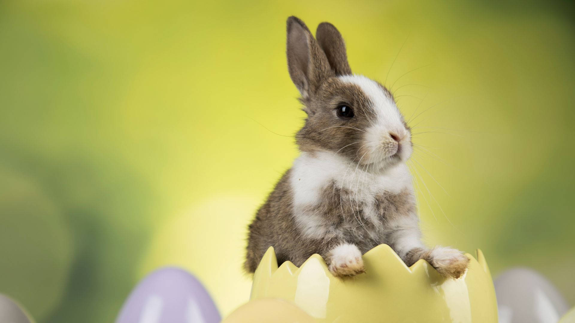 Download Cute Easter Baby Bunny Wallpaper