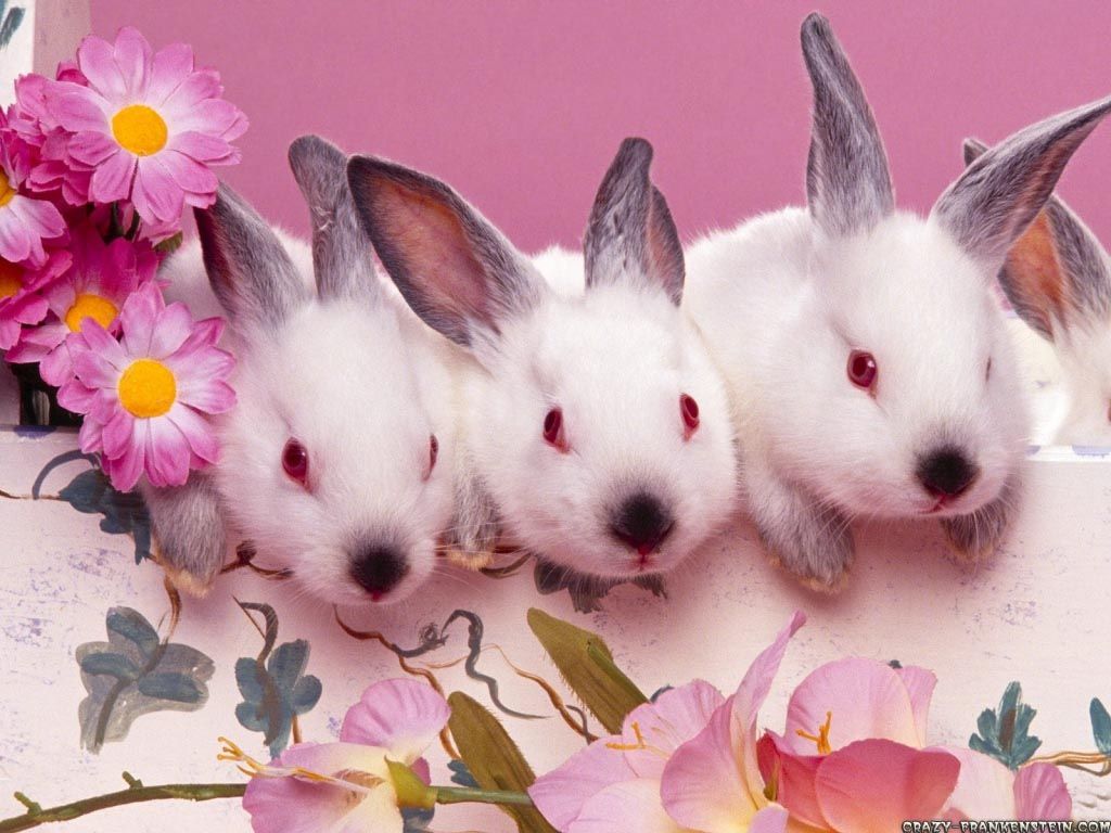 Somewhat creepy red eyes but I still love them!. Easter wallpaper, Cute bunny, Happy easter bunny