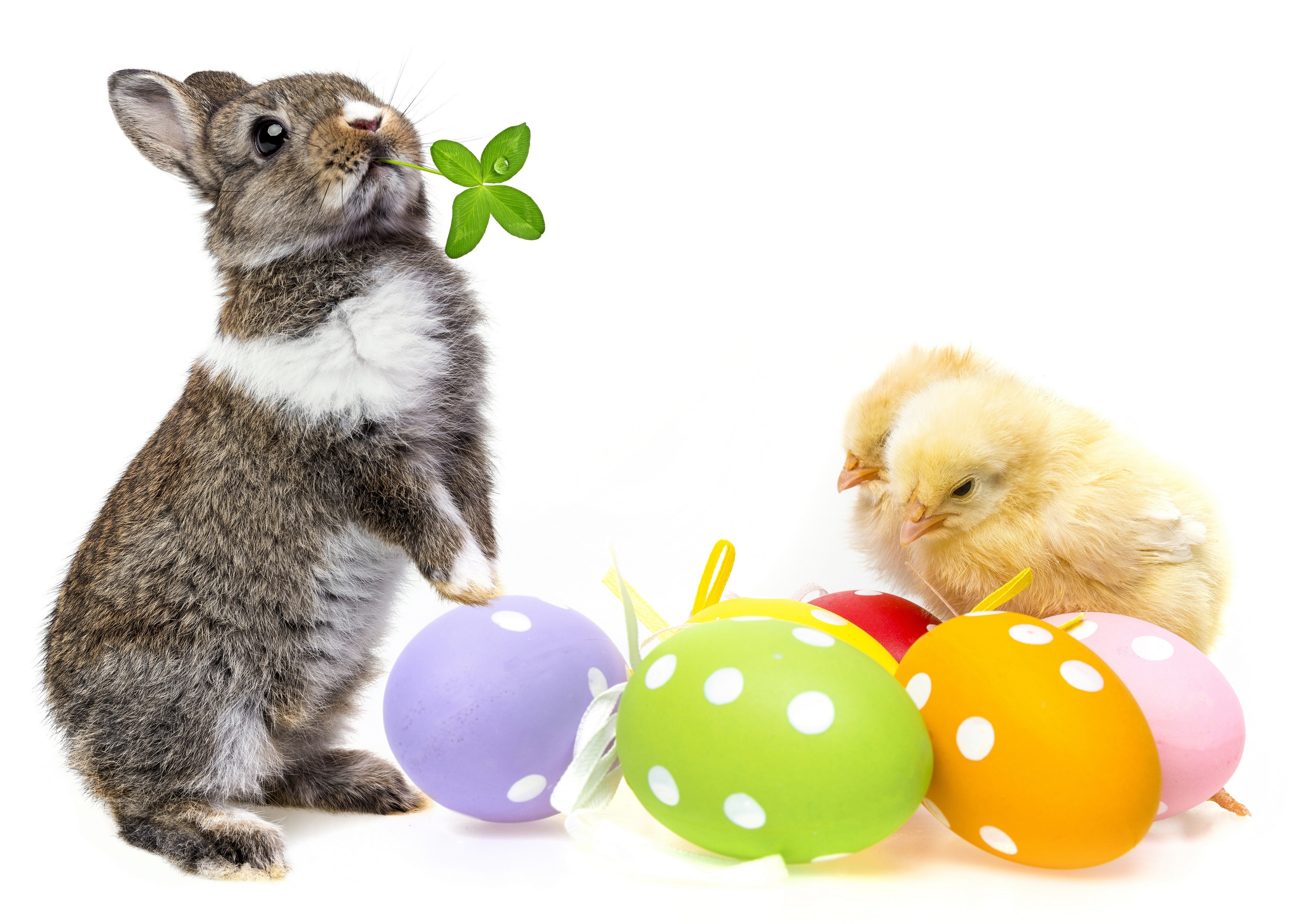 4K, Holidays, Easter, Rabbits, Chicks, Eggs Gallery HD Wallpaper