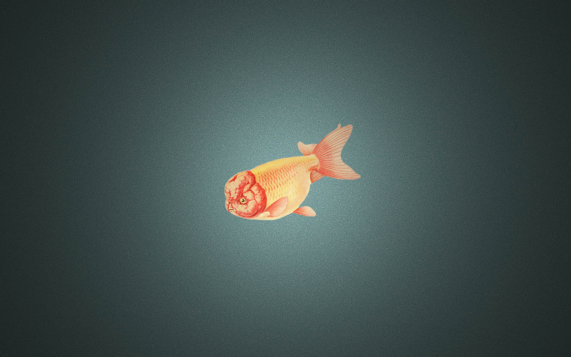 Ranchu Wallpapers Wallpaper Cave