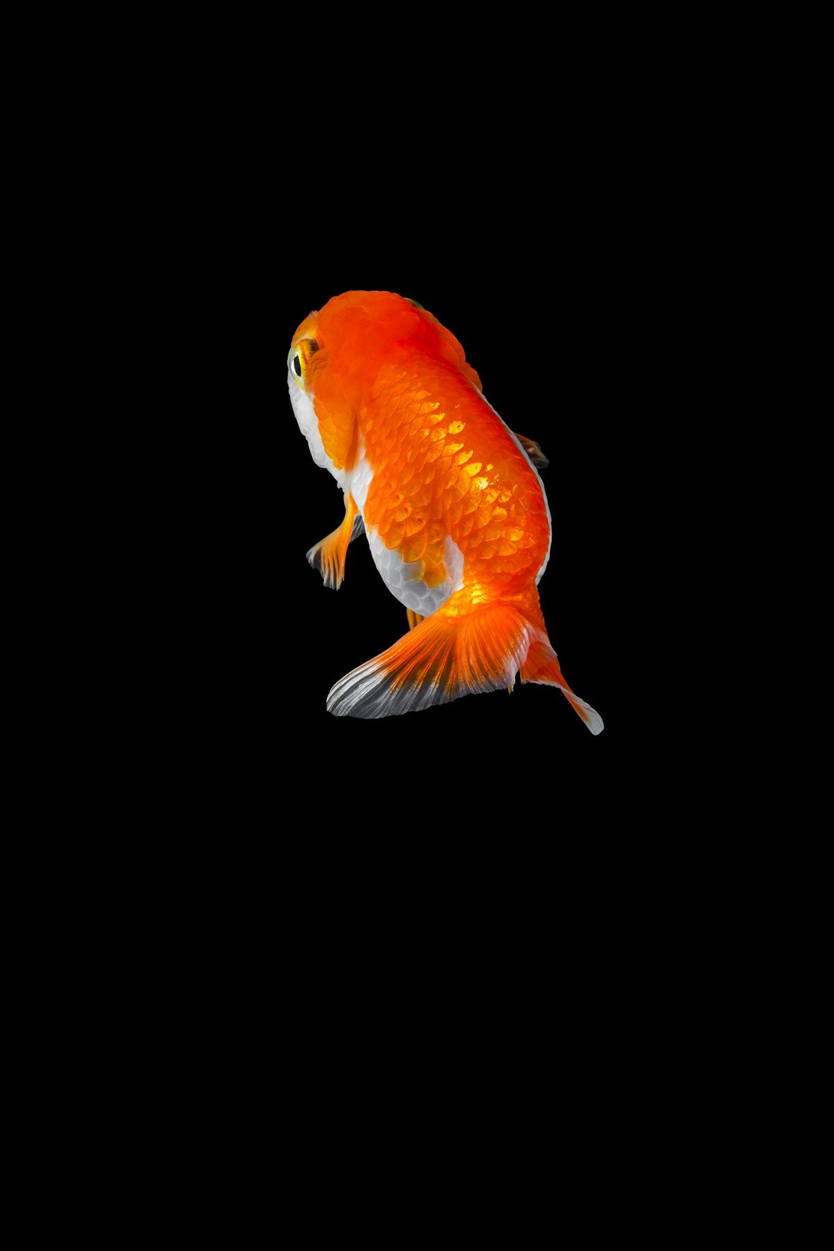 Ranchu Wallpapers - Wallpaper Cave