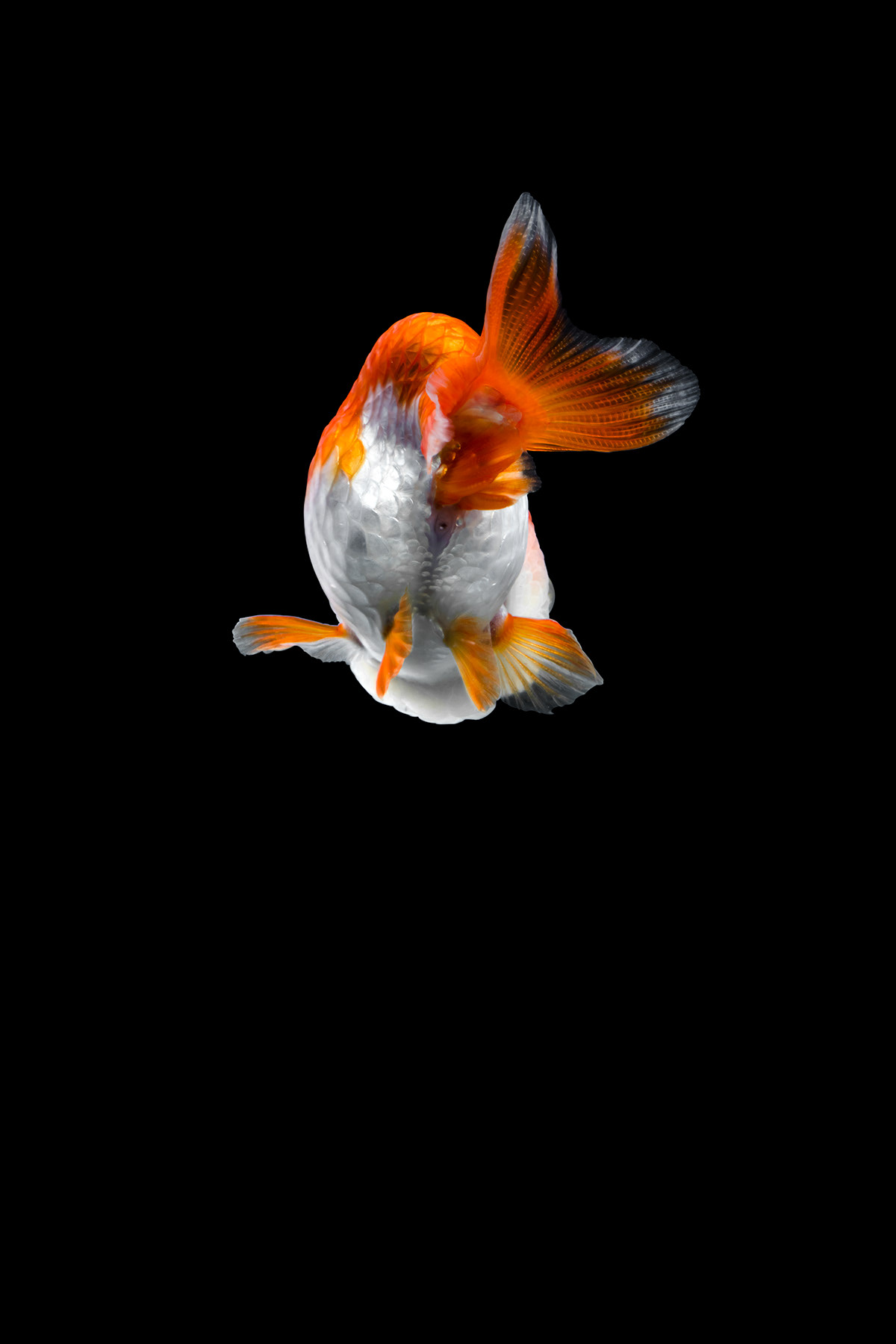 Ranchu Wallpapers - Wallpaper Cave