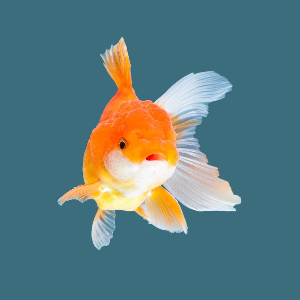 Ranchu Wallpaper