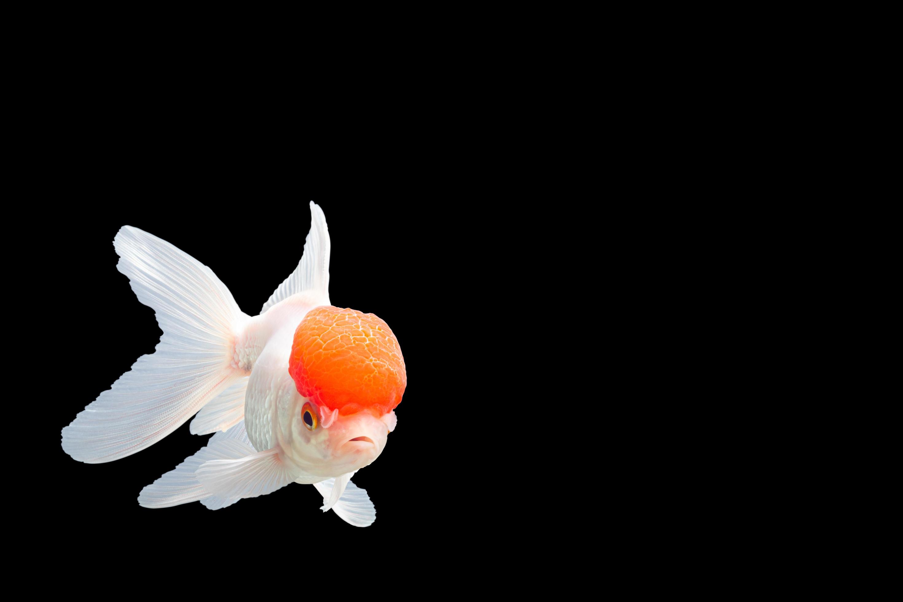 Ranchu Wallpapers - Wallpaper Cave