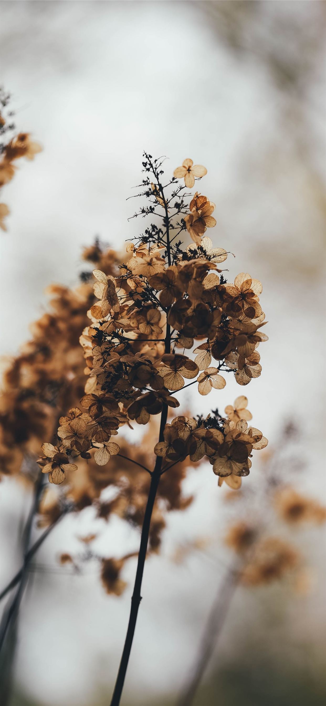 close up photography of brown leaf plant iPhone 11 Wallpaper Free Download