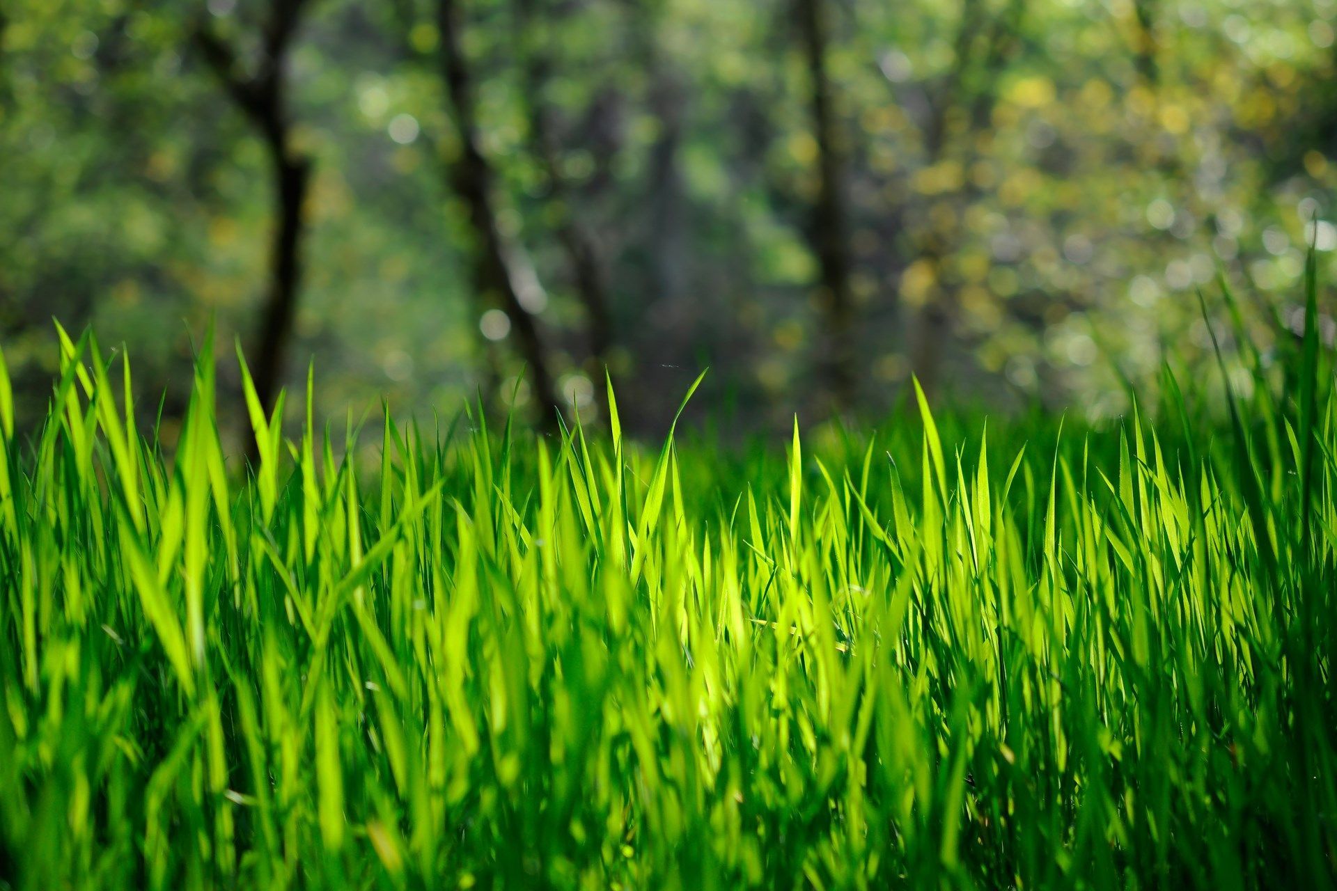 Spring Grass Wallpaper