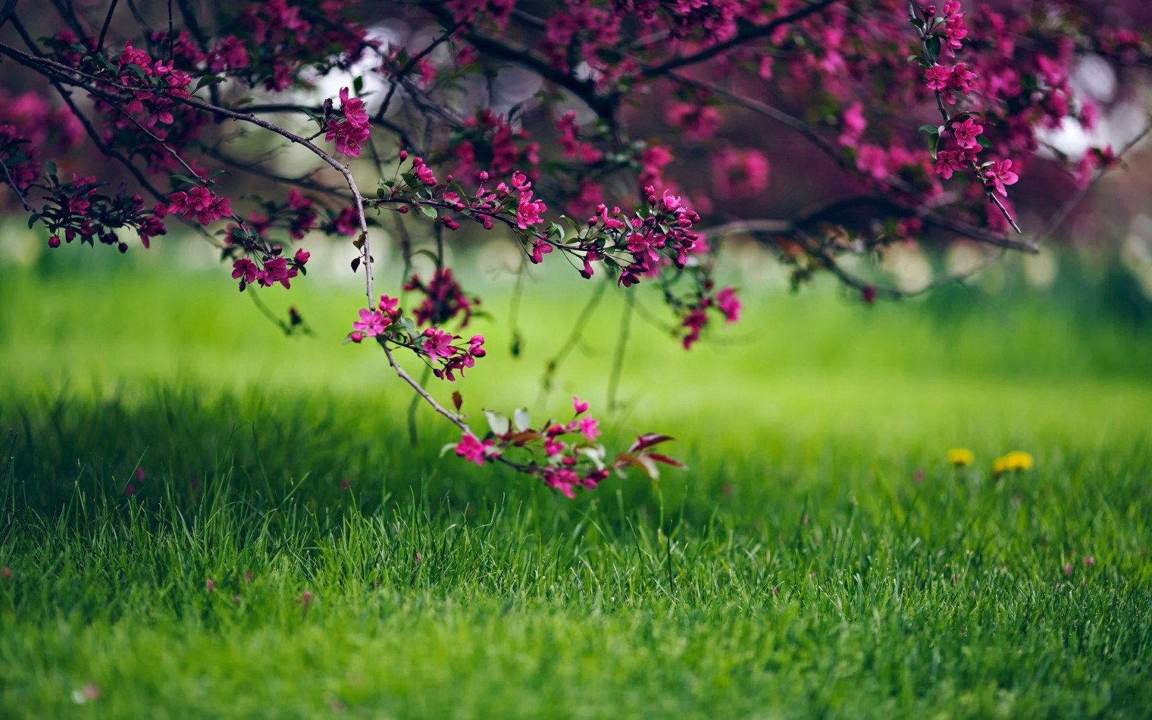 Spring Grass Flowers Plant HD Wallpaper