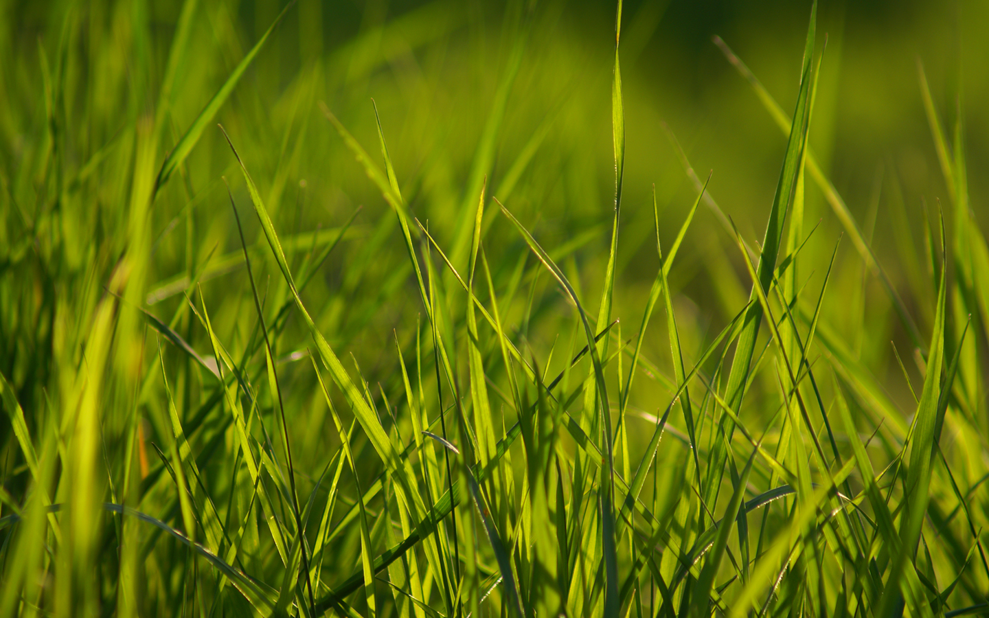 Spring Grass Wallpaper