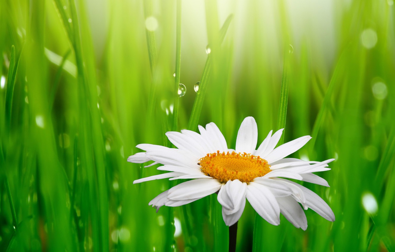 Wallpaper grass, drops, flowers, freshness, Rosa, green, beauty, spring, Daisy, white, white, grass, water, flowers, green, beauty image for desktop, section цветы