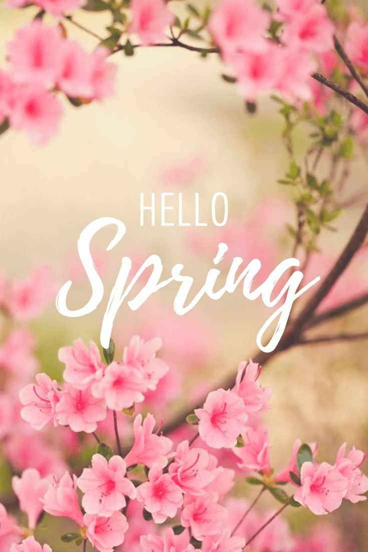 Spring Wallpaper Explore more Blooms