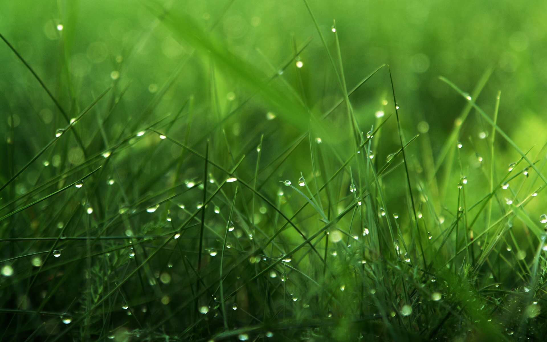Spring Grass Background Wallpaper 25891