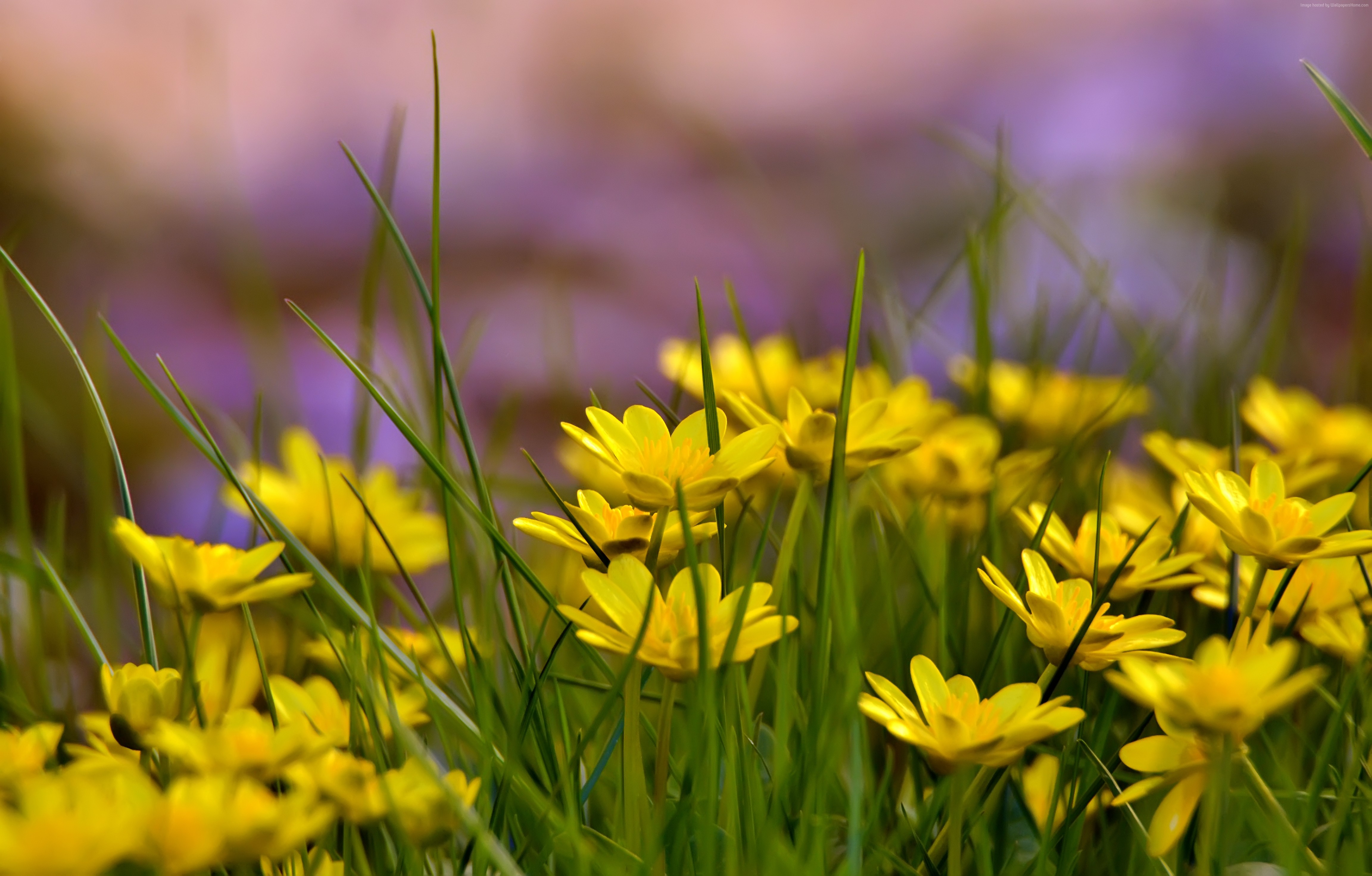 green grass, 4k, Flowers, nature, HD Gallery HD Wallpaper