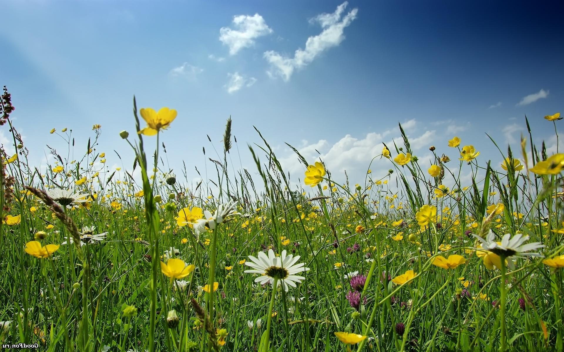 Spring Meadow Flowers And Green Grass Sky HD Wallpaper, Wallpaper13.com