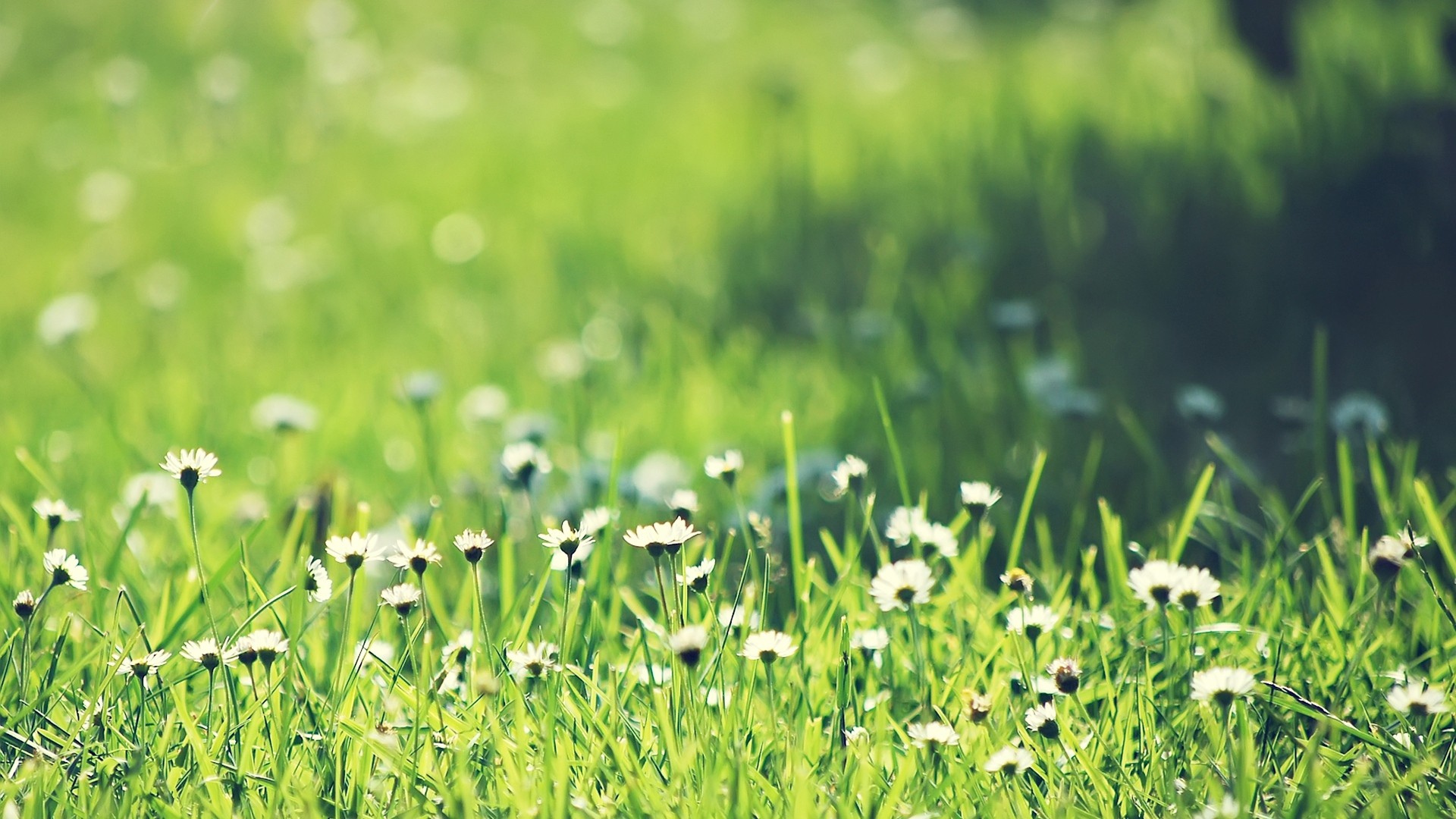 Wallpaper, field, green, spring, flower, grassland, meadow, wildflower, 1920x1080 px, lawn, prairie, crop, computer wallpaper, grass family, plant stem, moisture 1920x1080