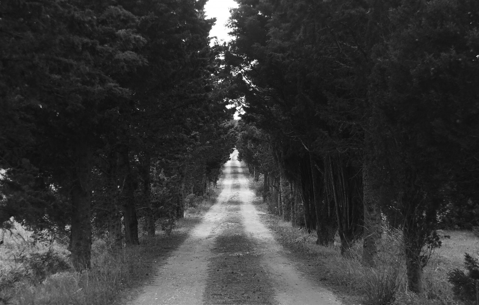 Wallpaper, sunlight, landscape, creepy, horror, nature, abandoned, sky, winter, road, wood, branch, evening, morning, atmosphere, path, infrastructure, tree, bw, blackwhite, way, darkness, mystic, woodland, computer wallpaper, black and white