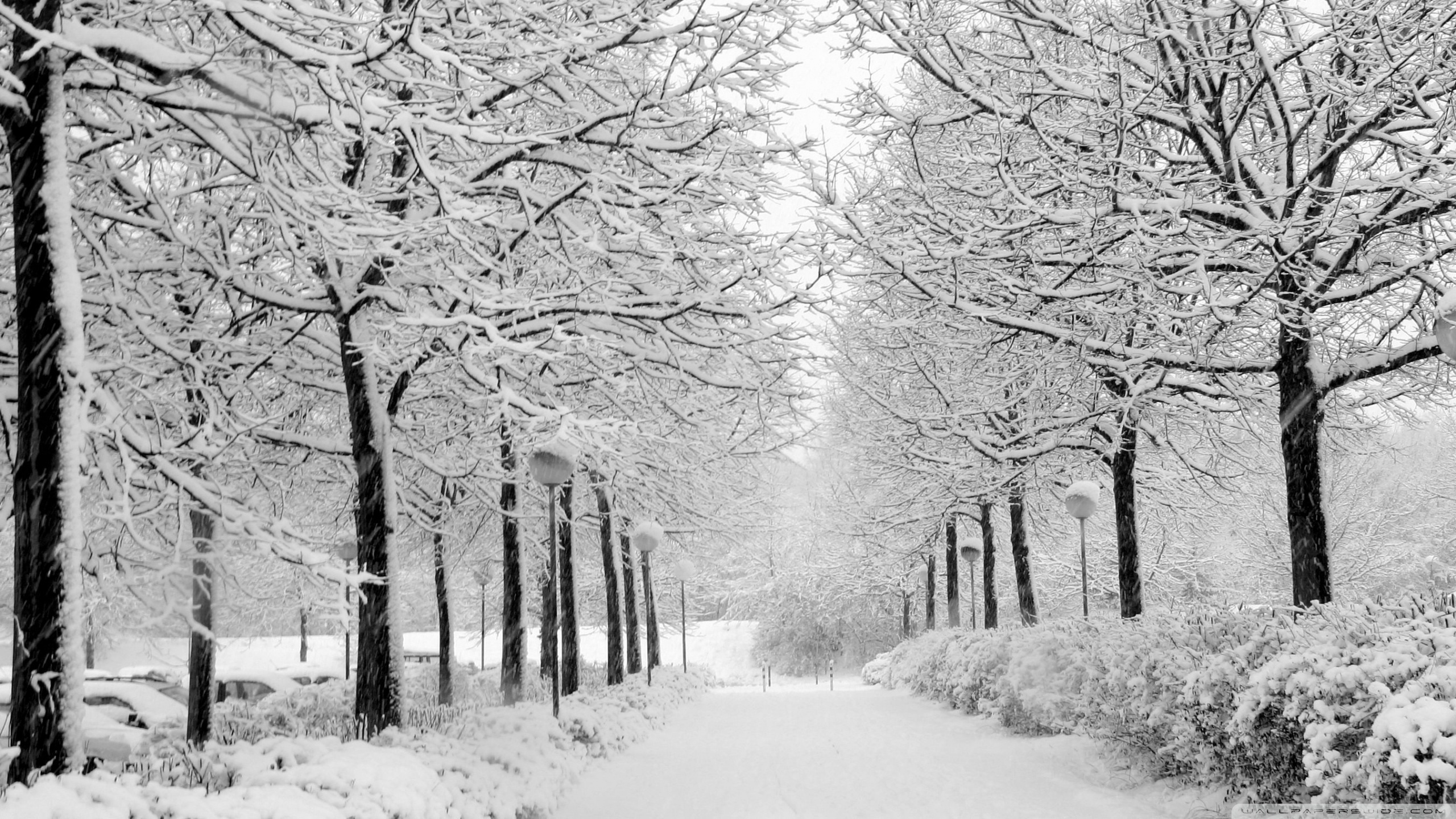 Winter In The Park Black And White Ultra HD Desktop Background Wallpaper for 4K UHD TV, Multi Display, Dual Monitor, Tablet