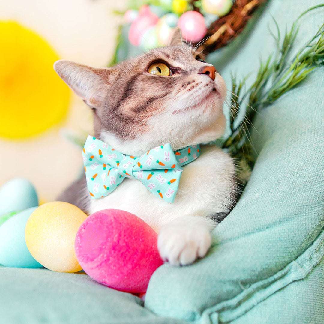 Easter Cat Collar & Carrots Blue Cat Collar / Brea By Cleo
