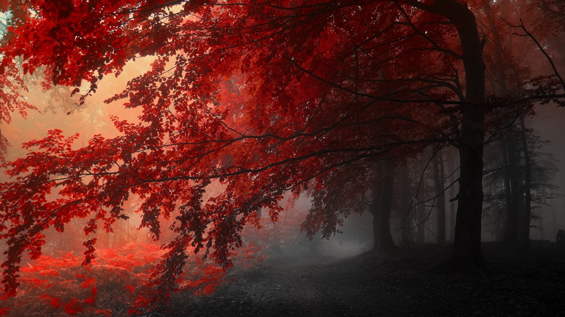 fall, nature, red, mist Gallery HD Wallpaper