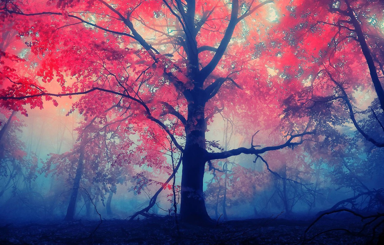 Wallpaper forest, leaves, red, fog, tree image for desktop, section природа