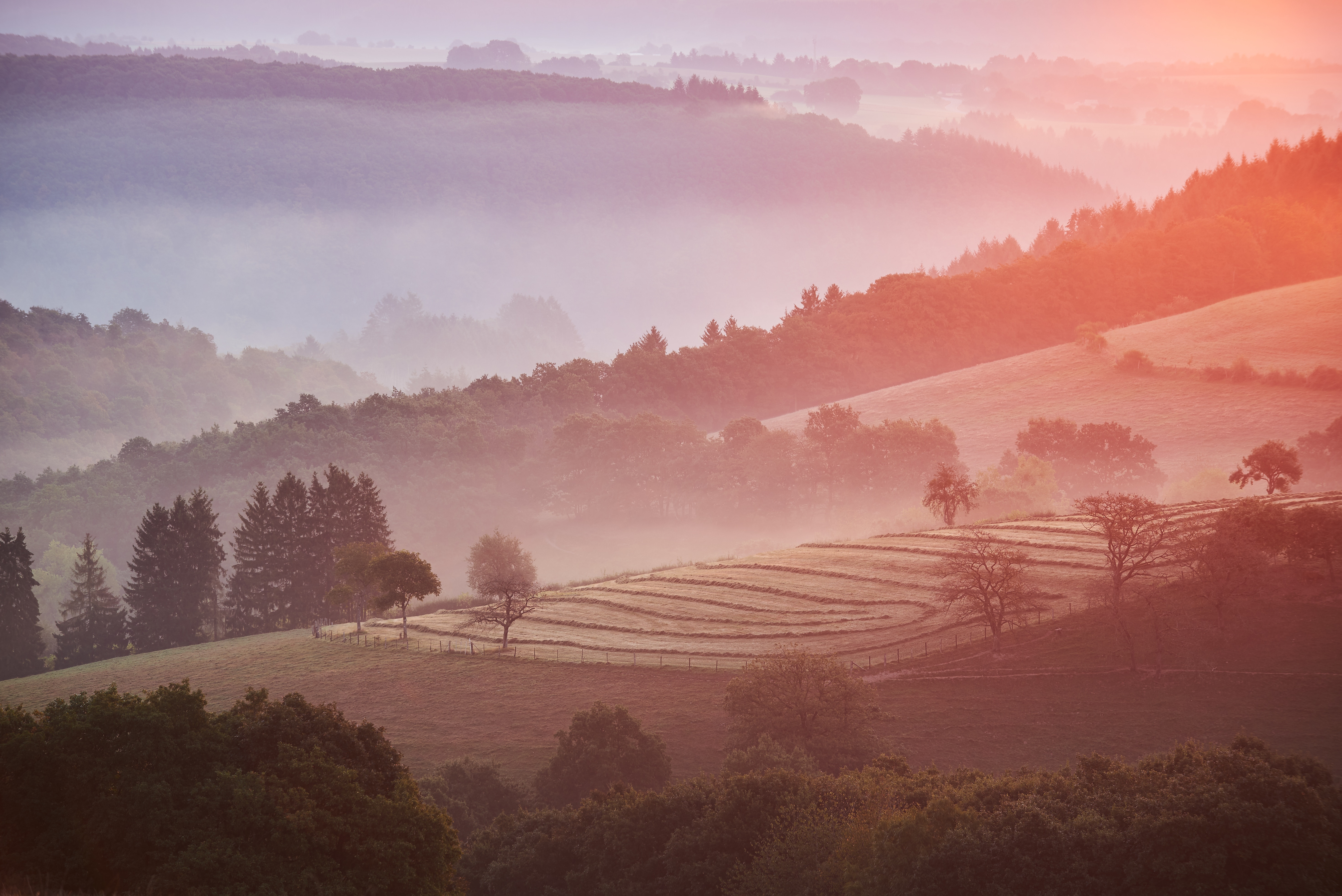 5893x3934 farmland, sunrise, haze, sunset, purple, dawn, landscape, luxembourg, Free picture, red, foggy, field, mist, layer, fog, colors, ridge, nature, hill, dusk, tree Gallery HD Wallpaper