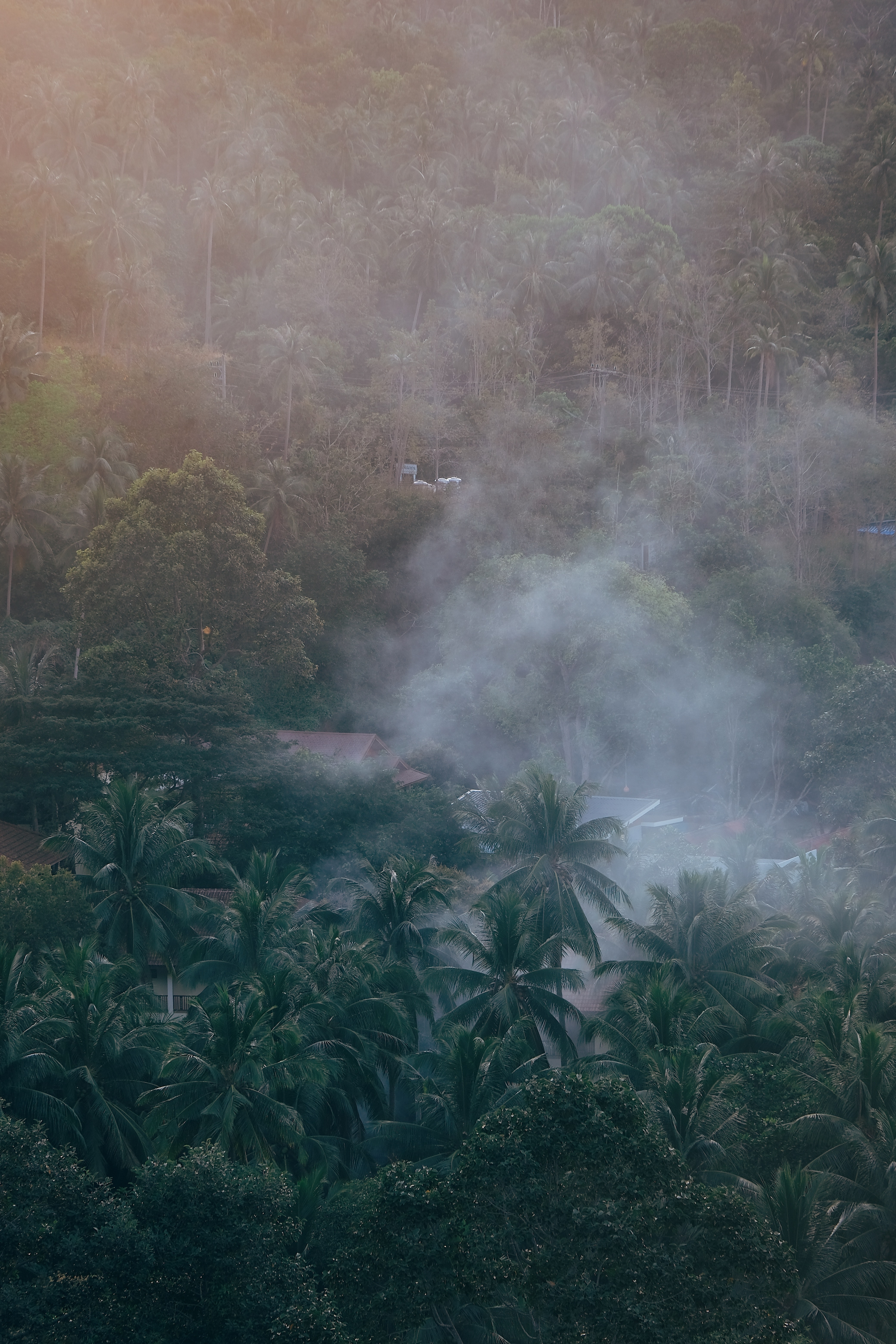 Deep Forest Photo, Download The BEST Free Deep Forest & HD Image