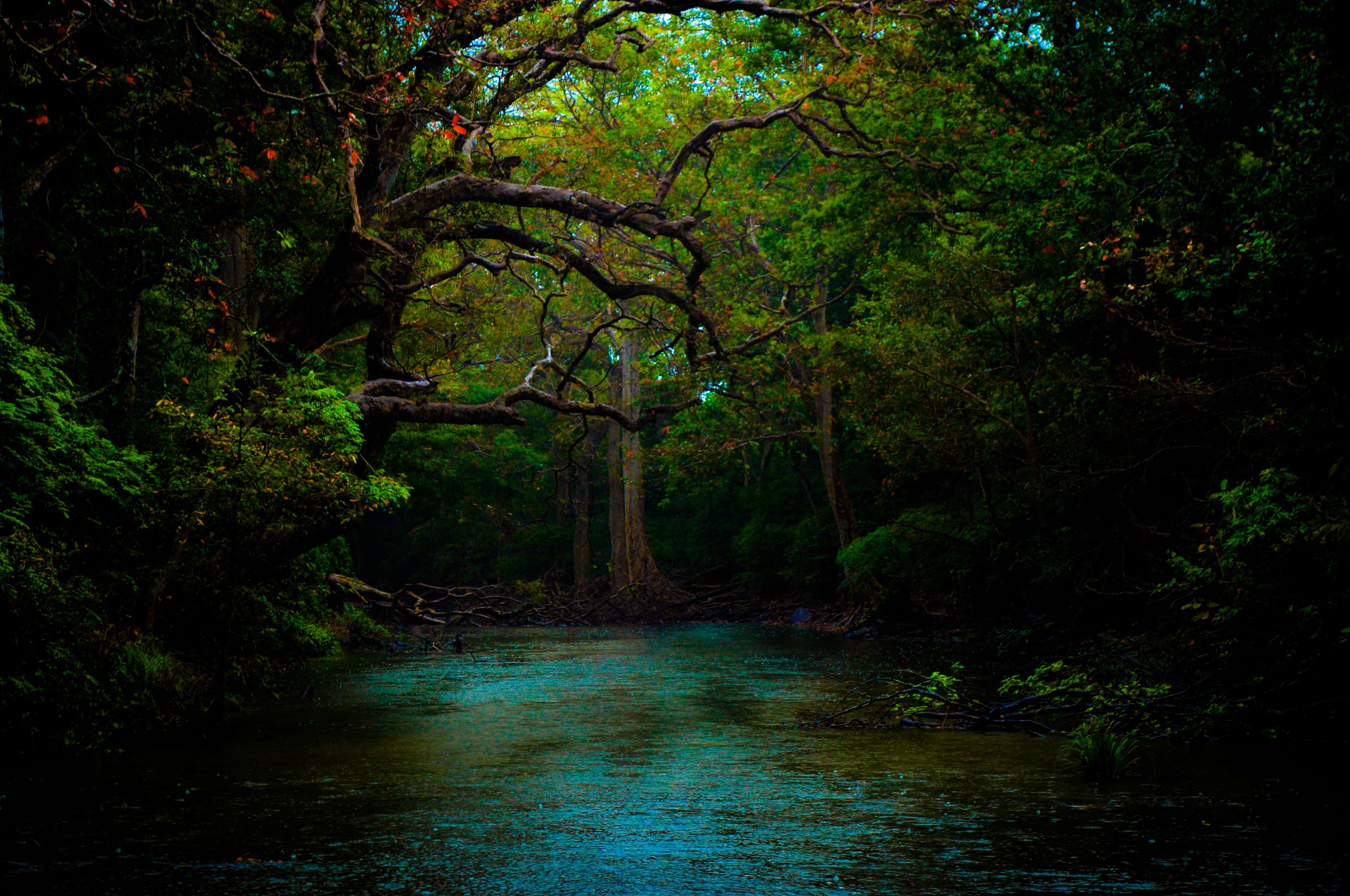beautiful, dark, forest, nature, nature wallpaper, river, water 4k Gallery HD Wallpaper