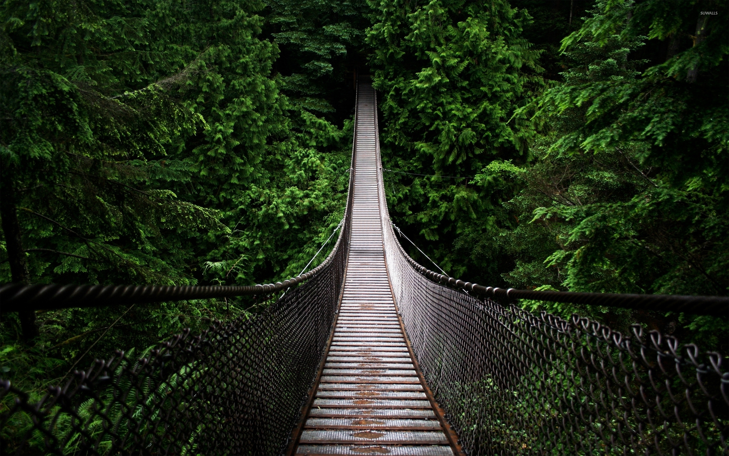 Bridge lost in the green forest wallpaper wallpaper