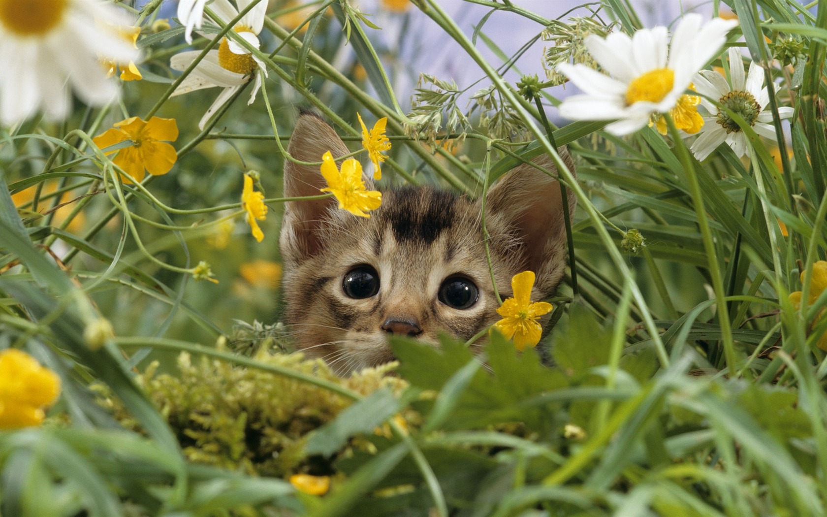 Kitty Cat In Flowers Cute Little Kitty Cat Living Wallpaper