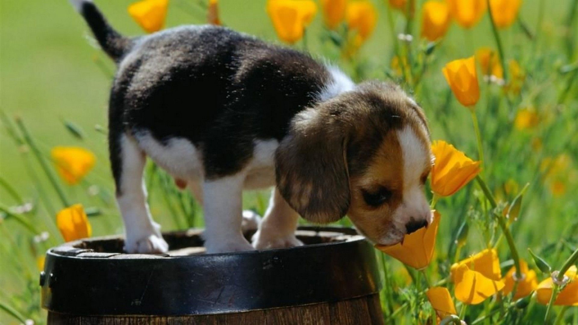 Free download Cute Spring Desktop Background HD Best HD Wallpaper Baby [1920x1080] for your Desktop, Mobile & Tablet. Explore Spring Puppy Desktop Wallpaper. Cute Puppy Background, Christmas Puppy Wallpaper