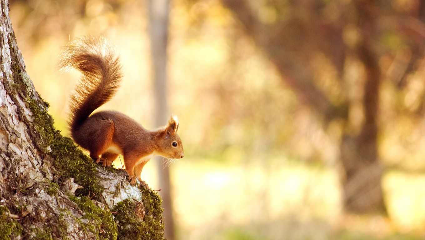 Cute Squirrel Photo. MostBeautifulThings. Spring animals, Animal wallpaper, Autumn animals