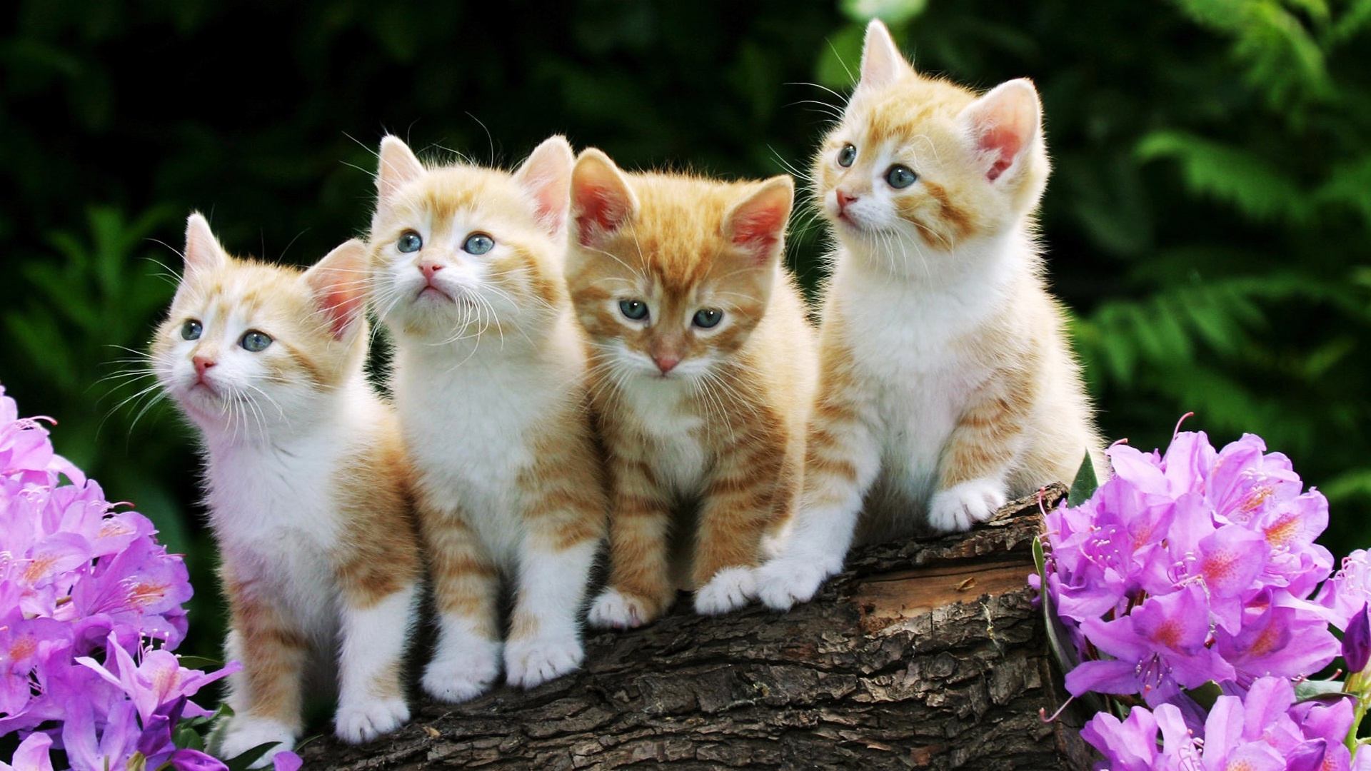 Cute cats animal wallpaperx1080