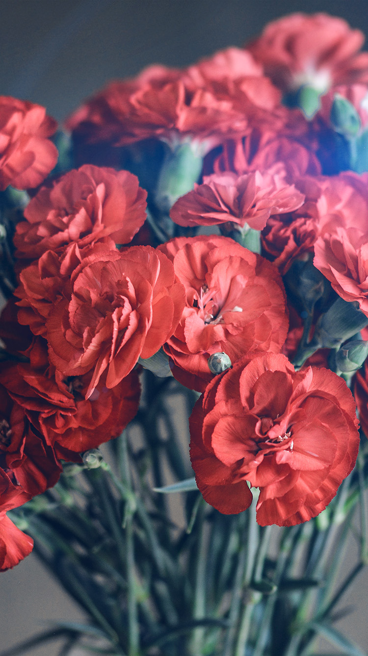 iPhone X wallpaper. flower red blossom spring awesome flare