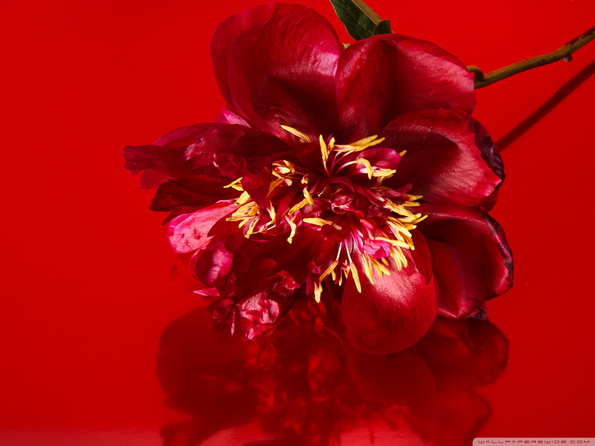 Red Peony Flower, Aesthetic Ultra HD Desktop Background Wallpaper for 4K UHD TV, Widescreen & UltraWide Desktop & Laptop, Tablet