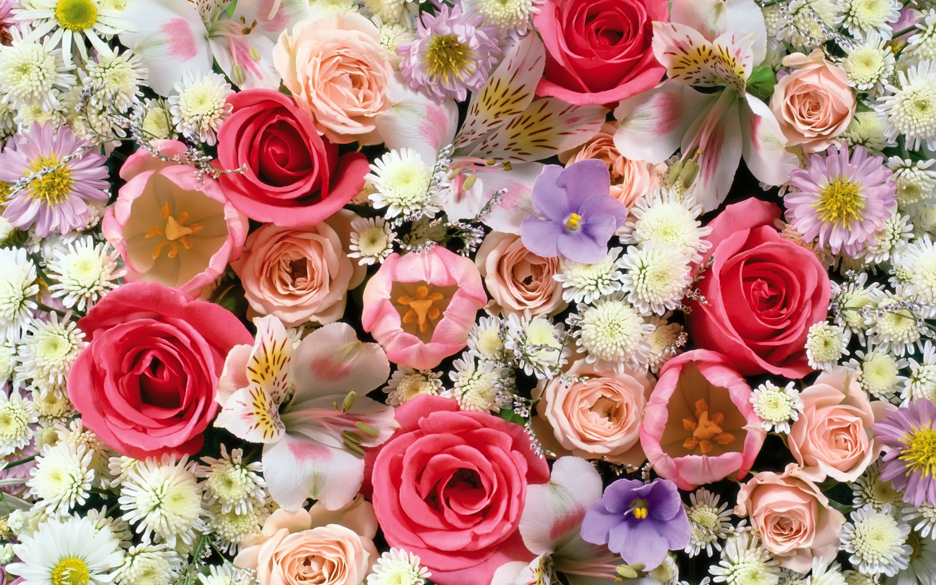 Download Colors Red Flower Pink Flower