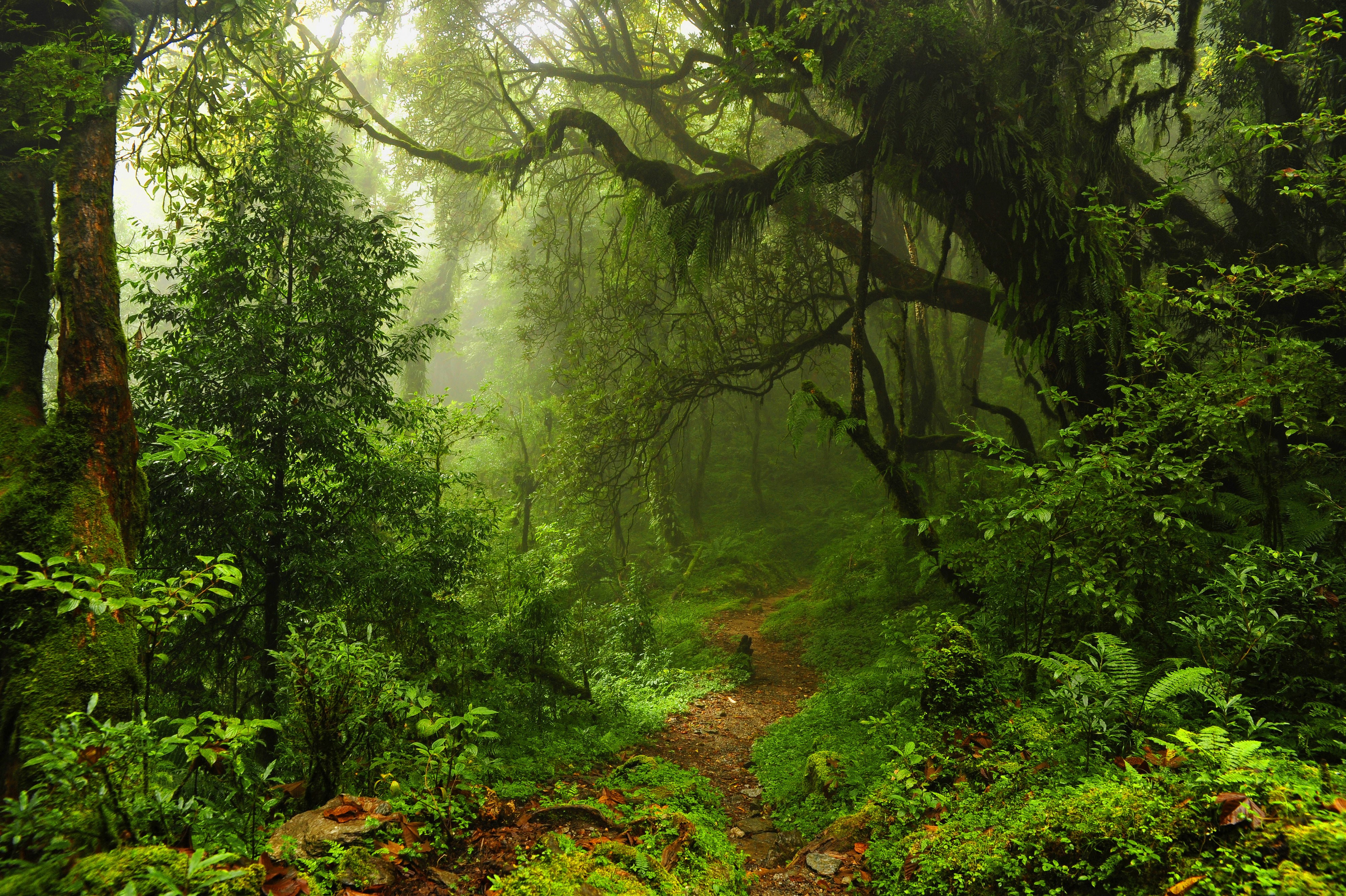 4K, Jungle, Tropics, Forests, Trees, Trail Gallery HD Wallpaper
