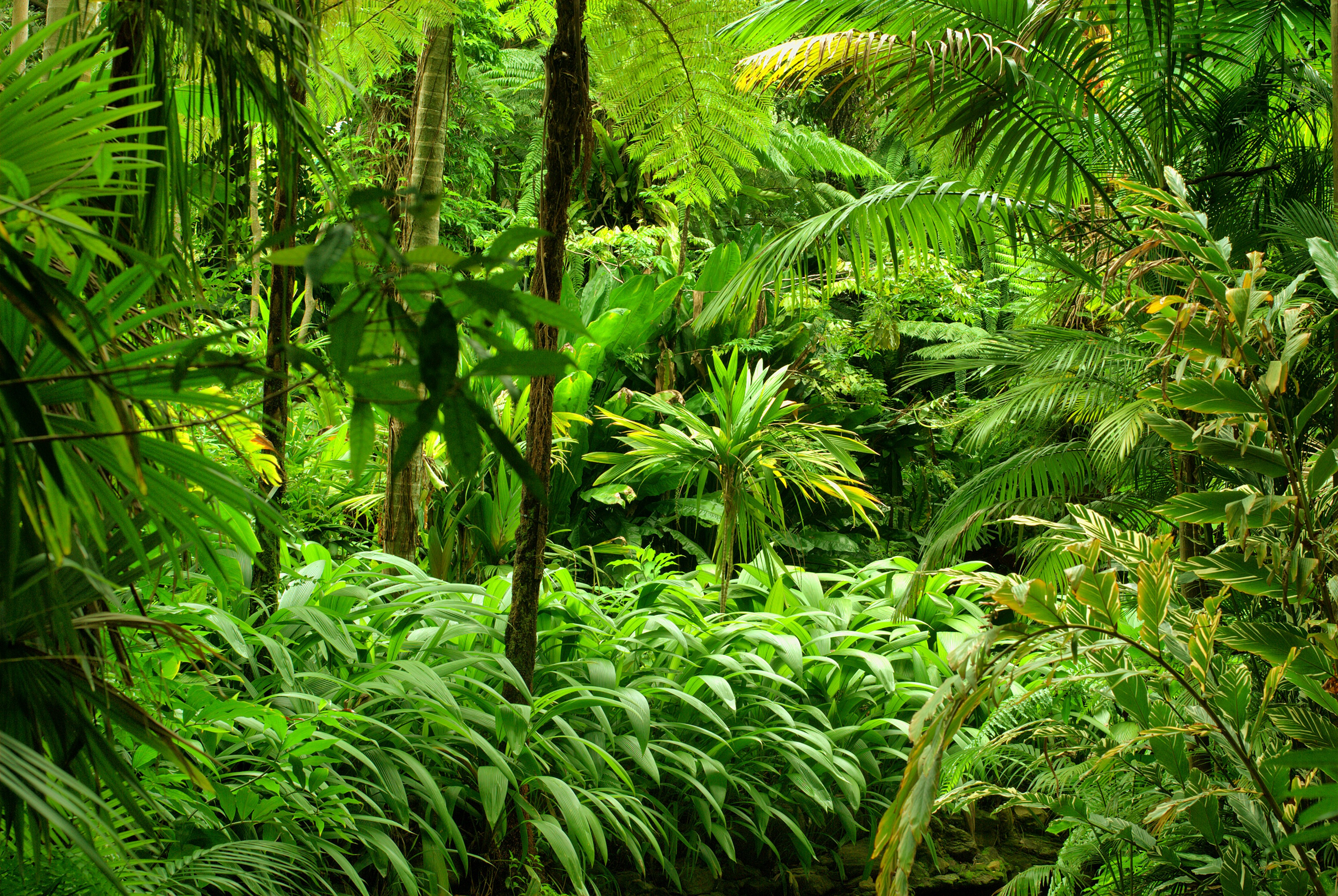 4K, Jungle, Tropics, Forests Gallery HD Wallpaper