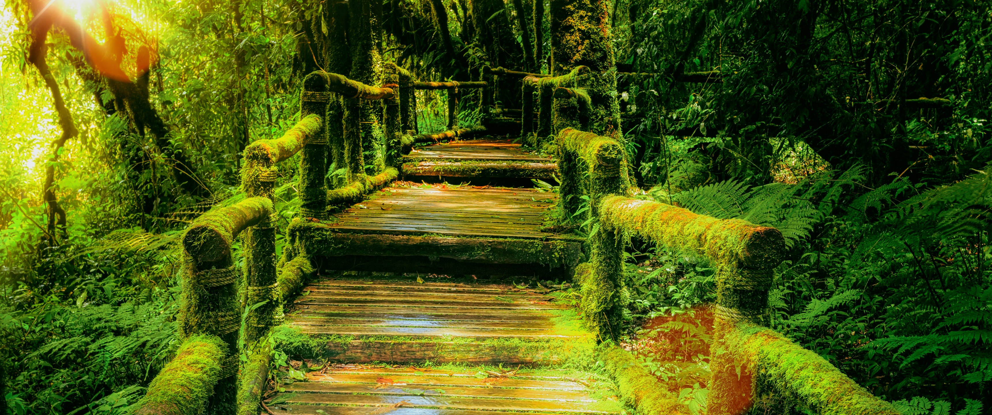 Wooden bridge Wallpaper 4K, Rainforest, Green, Wild, Sunlight