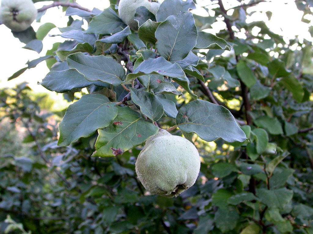 Cydonia Oblonga Wallpapers Wallpaper Cave