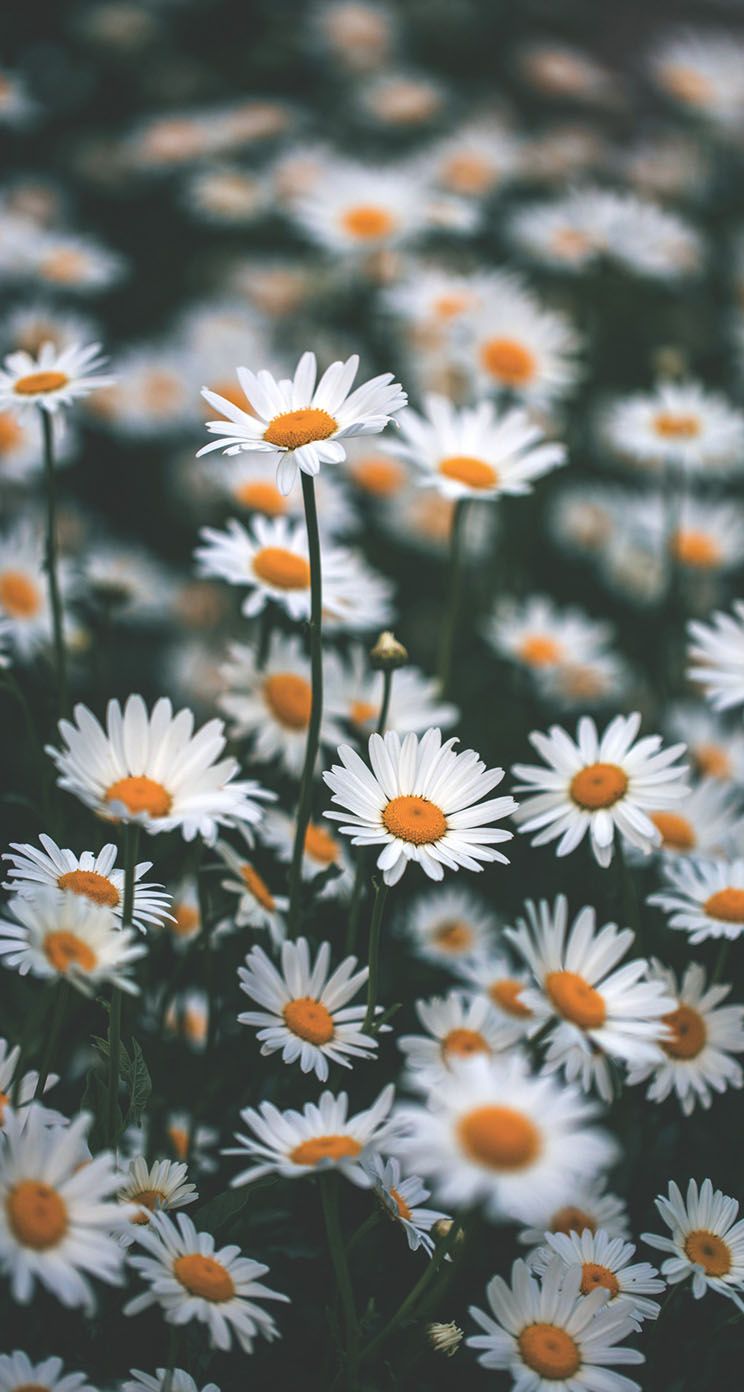 Chamomile Wallpaper