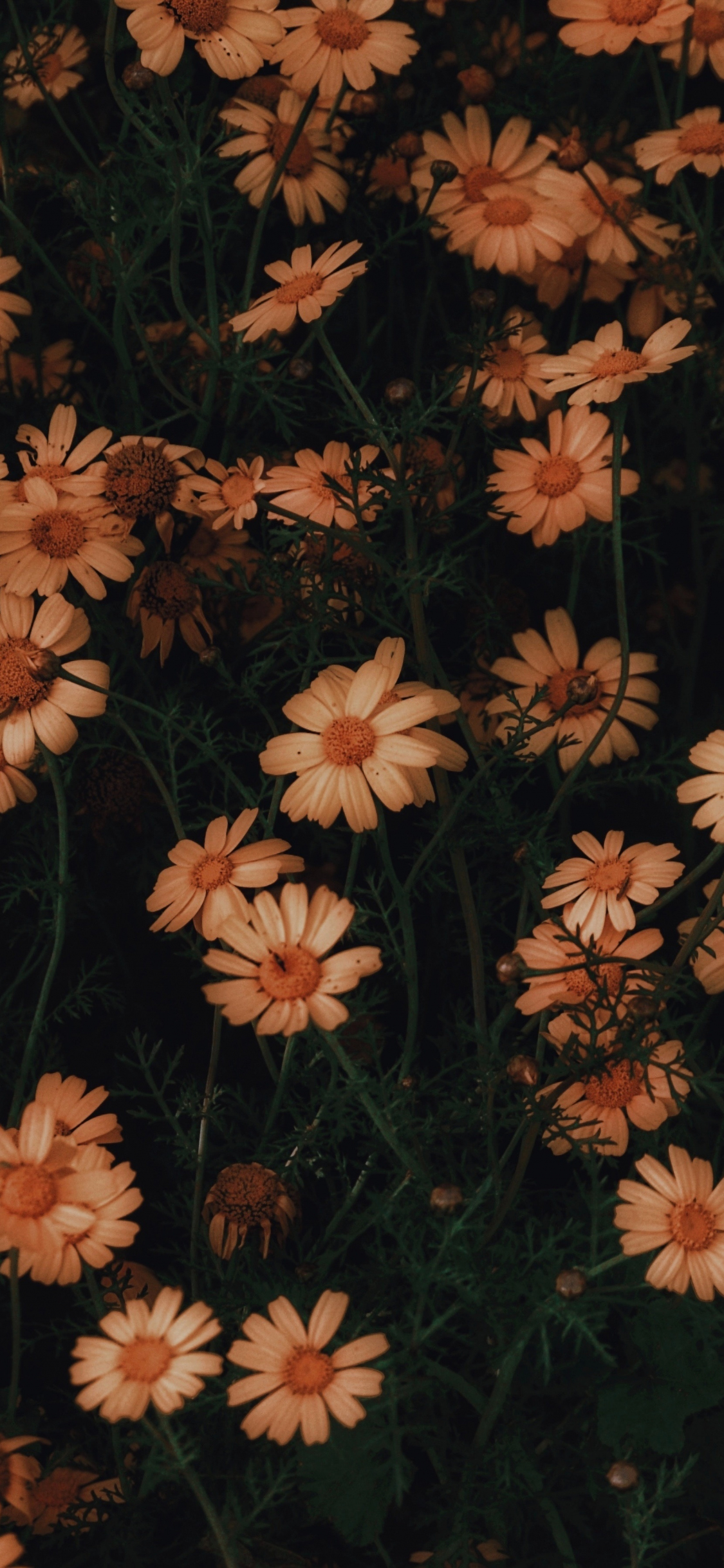 Download wallpaper 1125x2436 chamomile, flowers, bloom, iphone x, 1125x2436 HD background, 21638