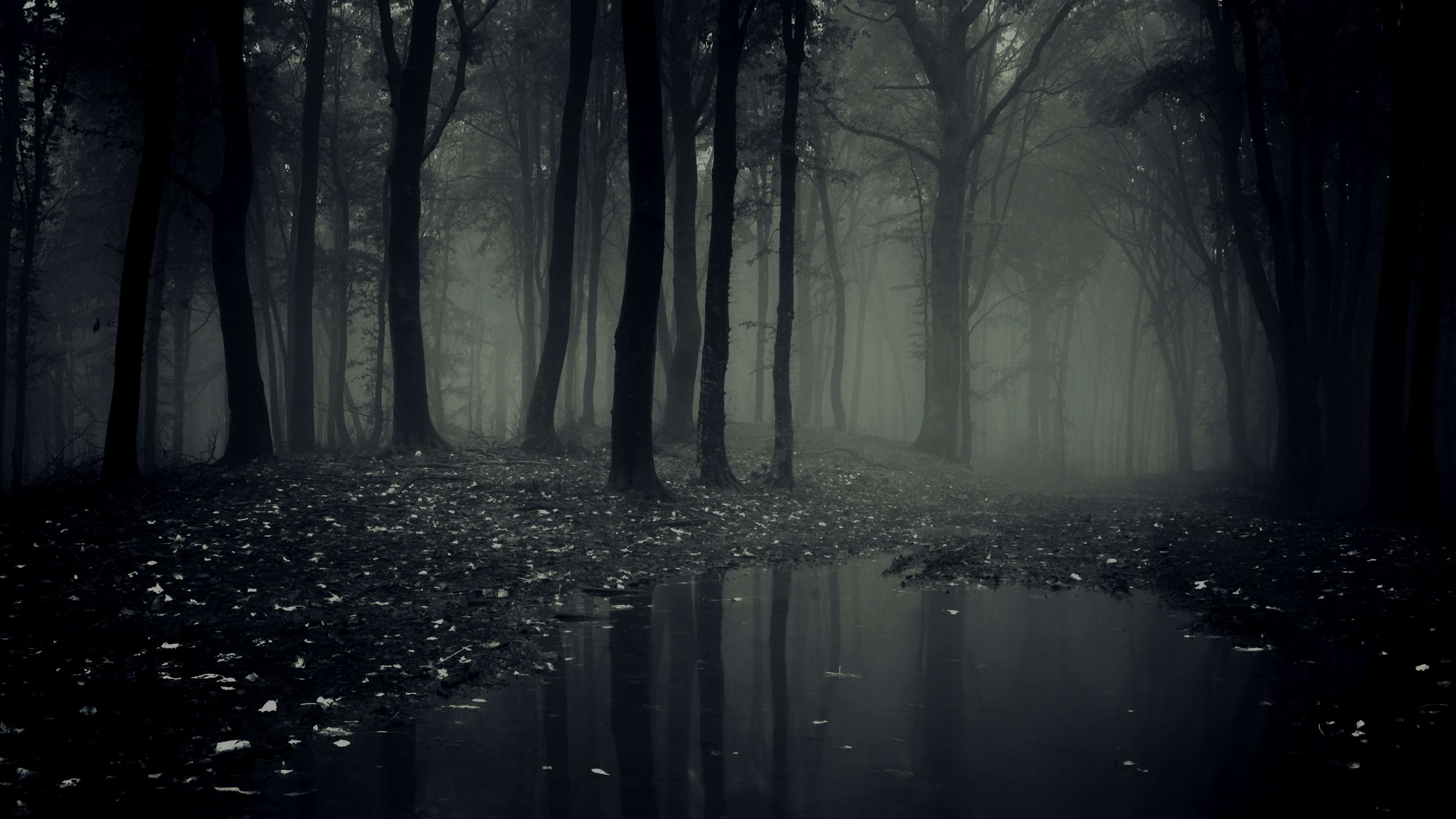 Creepy Forest