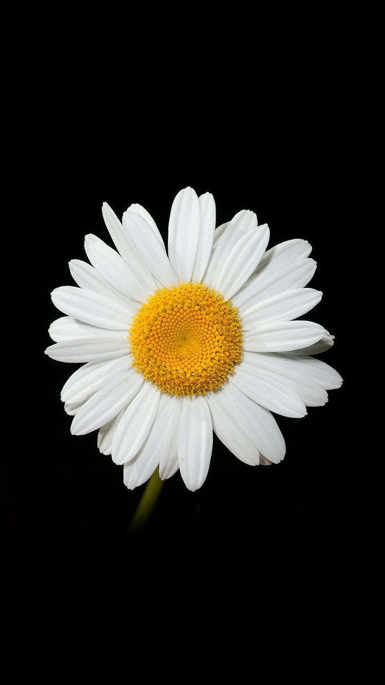 wallpaper. daisy flower dark nature