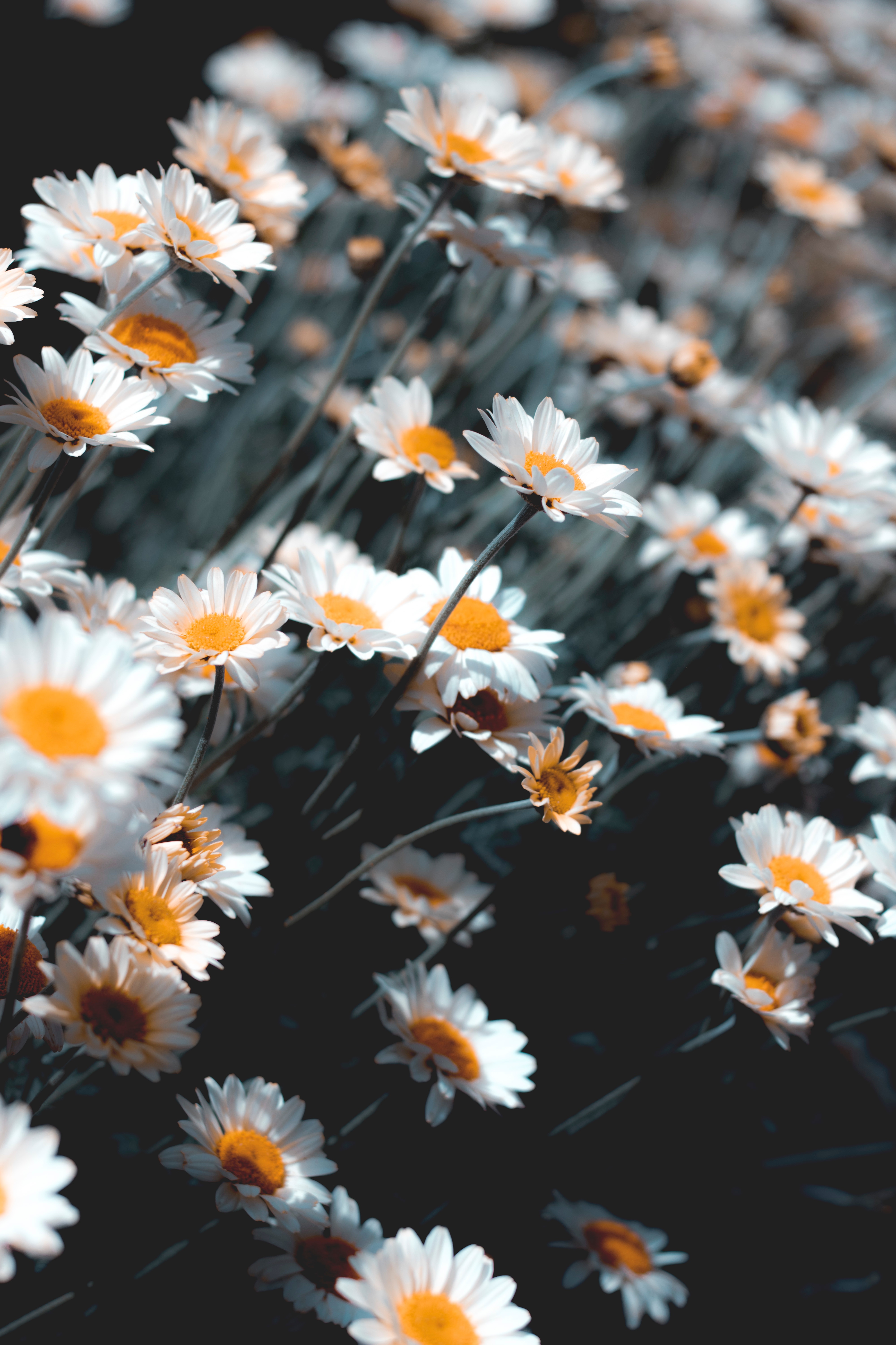 Download Camomile wallpaper for mobile phone, free Camomile HD picture